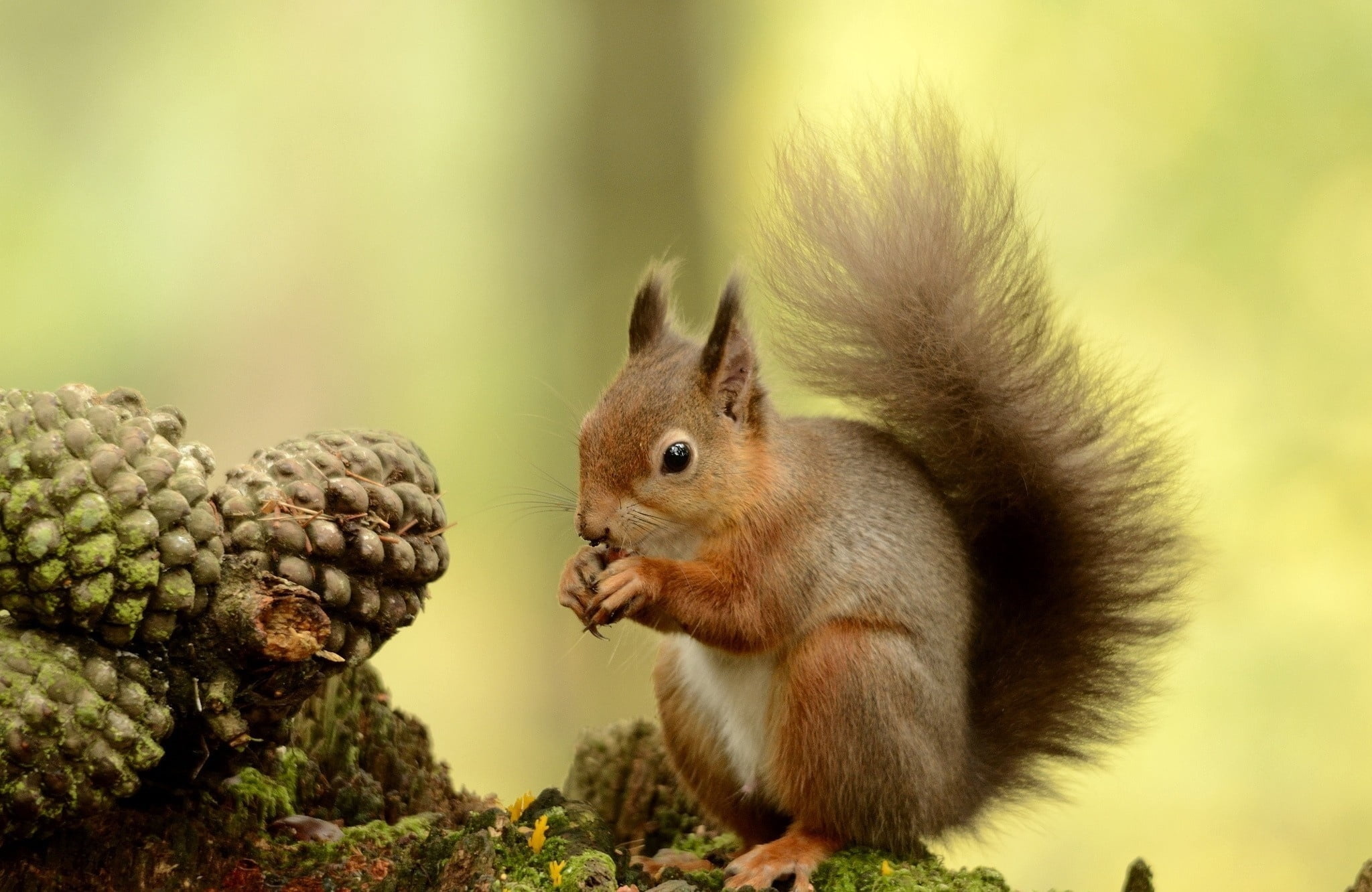 Squirrel photography, Pine cone feast, Nature's munchies, High definition backdrop, 2050x1340 HD Desktop