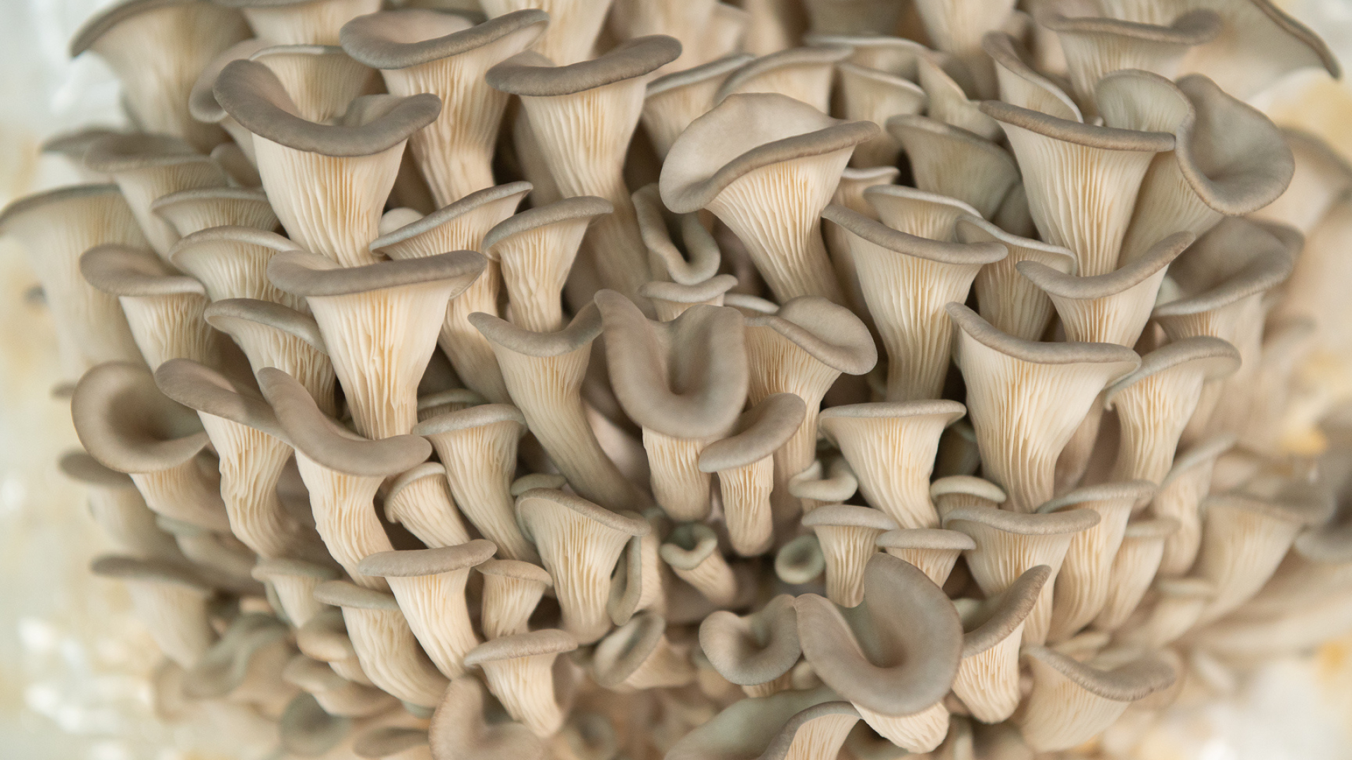 Sawdust spawn block, Blue oyster mushroom, Pleurotus columbinus, Mushroom cultivation, 1920x1080 Full HD Desktop