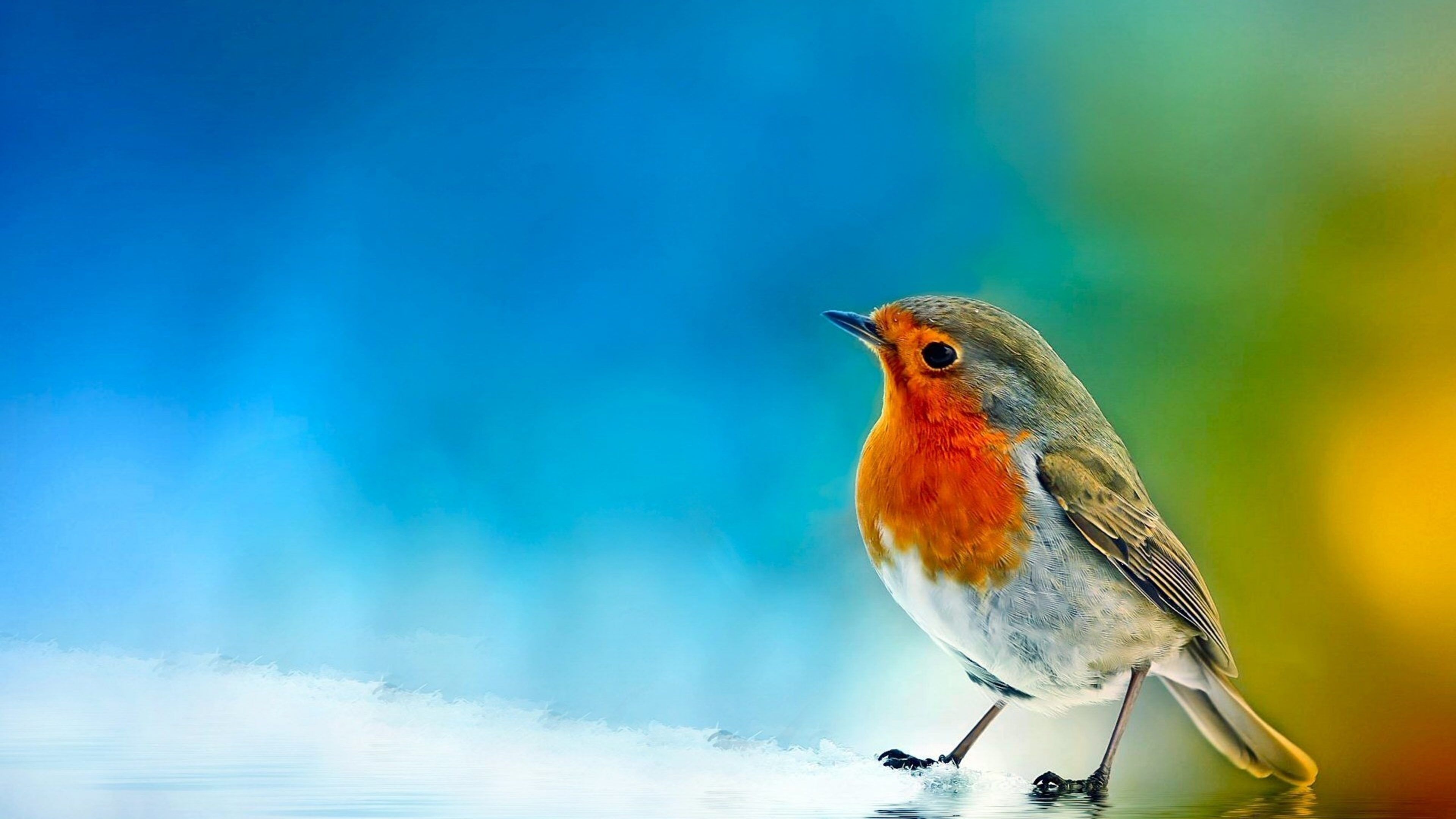 Robin bird, Adorable winter birds, Widescreen HD wallpaper, Sarah Peltier, 3840x2160 4K Desktop