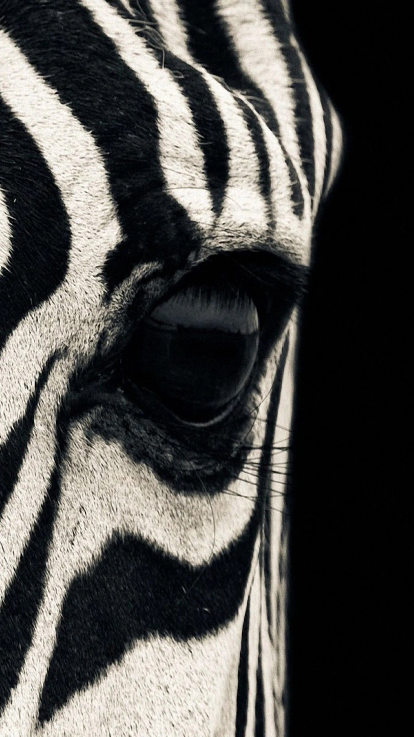 Black and white zebra wallpapers, Striking animal visuals, Captivating black and white imagery, High-definition backgrounds, 1440x2560 HD Phone
