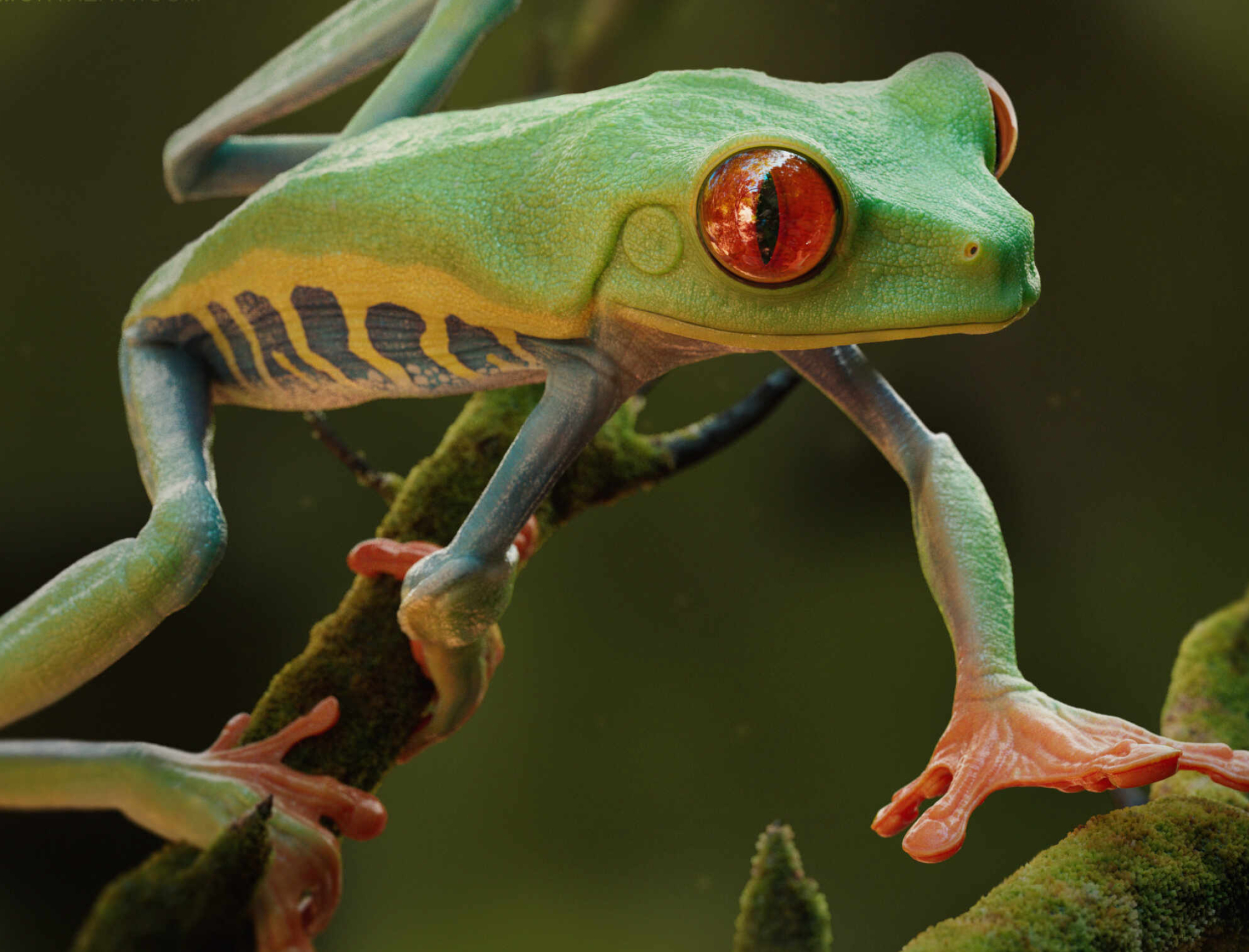 Mesmerizing 3D art, Vibrant red-eyed frog, Unique style, ZBrushCentral, 2460x1870 HD Desktop