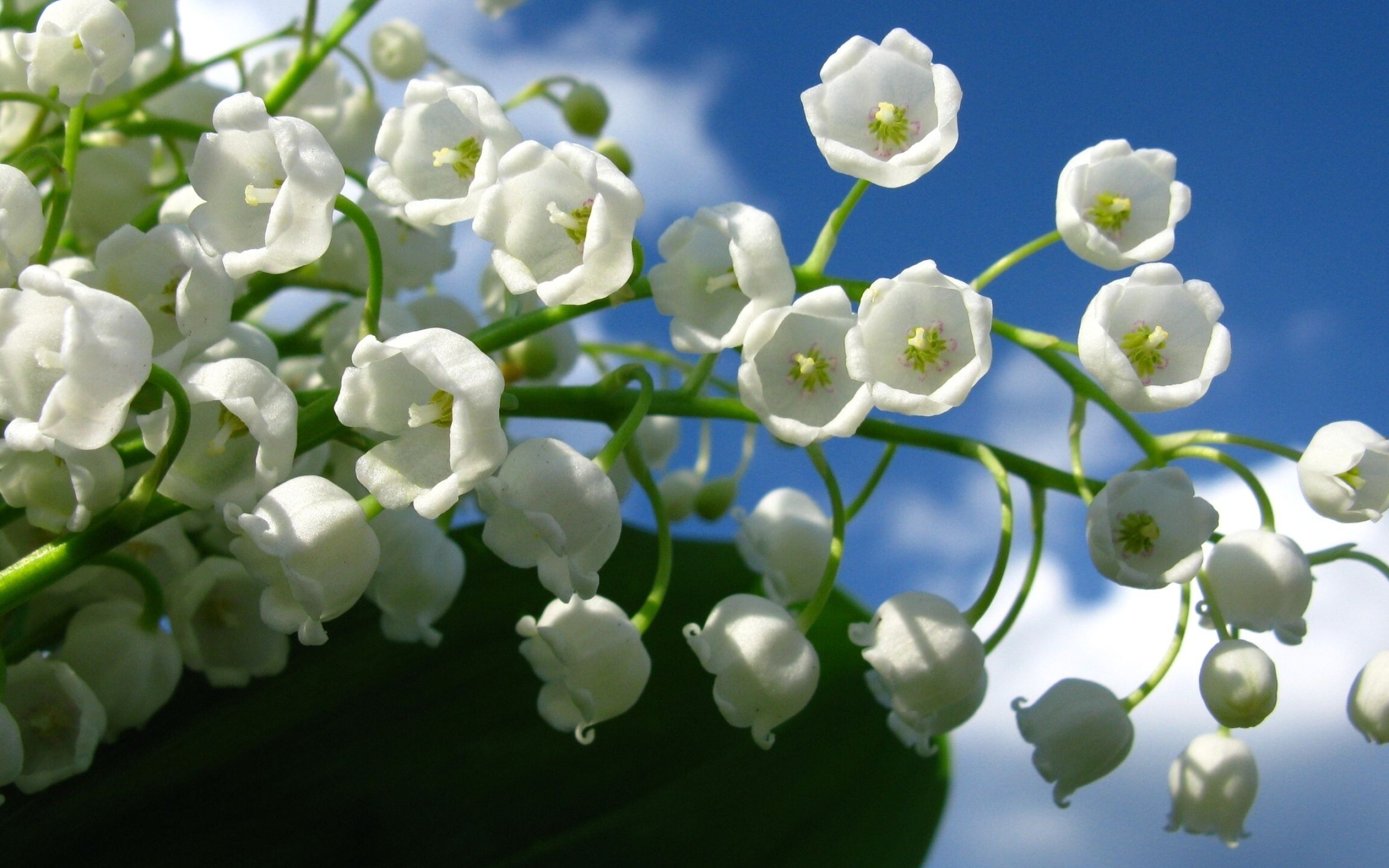 Lily of the Valley: Various kinds and cultivars are grown, including those with double flowers, rose-colored flowers, variegated foliage, and ones that grow larger than the typical species. 2560x1600 HD Background.