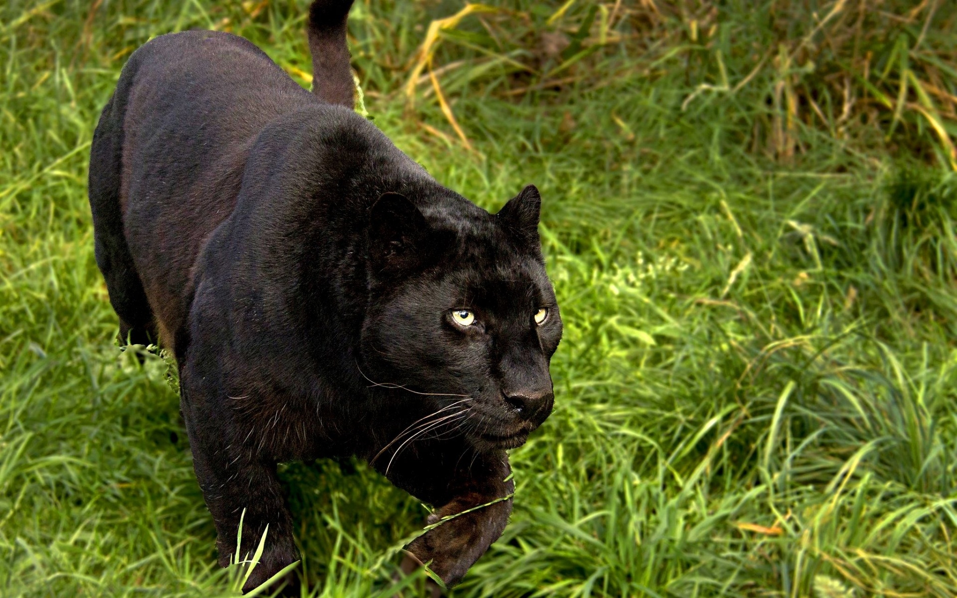 Black Panther (Animal): Rarely seen by people wandering the wild because they are extremely quiet and vigilant animals. 1920x1200 HD Wallpaper.