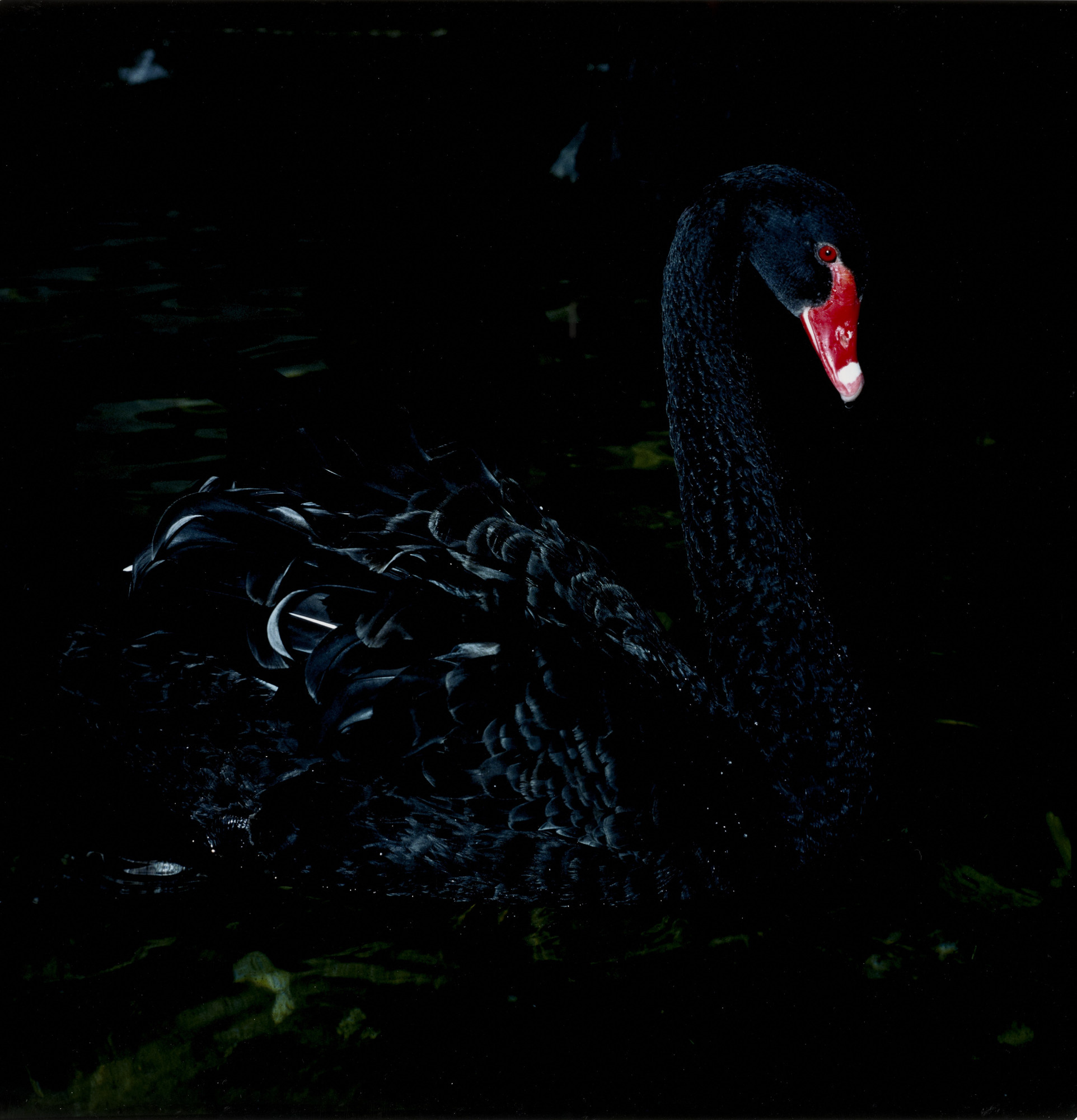 Black Swan (Bird): Manfred Willmann, Graz, 1982, Southern Styria, Artwork. 1930x2000 HD Background.