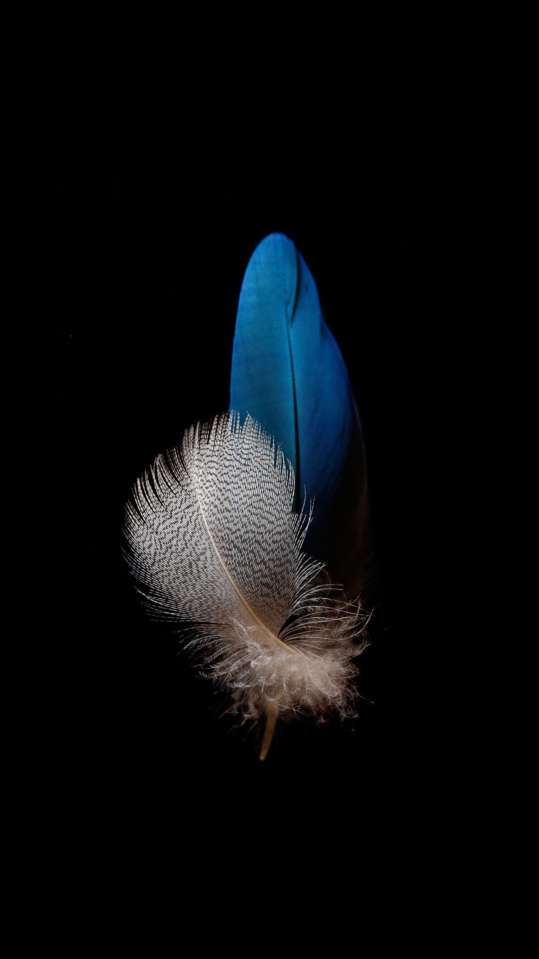 Feather: Provide colorful plumage, which is useful in identifying different bird species. 1080x1920 Full HD Background.
