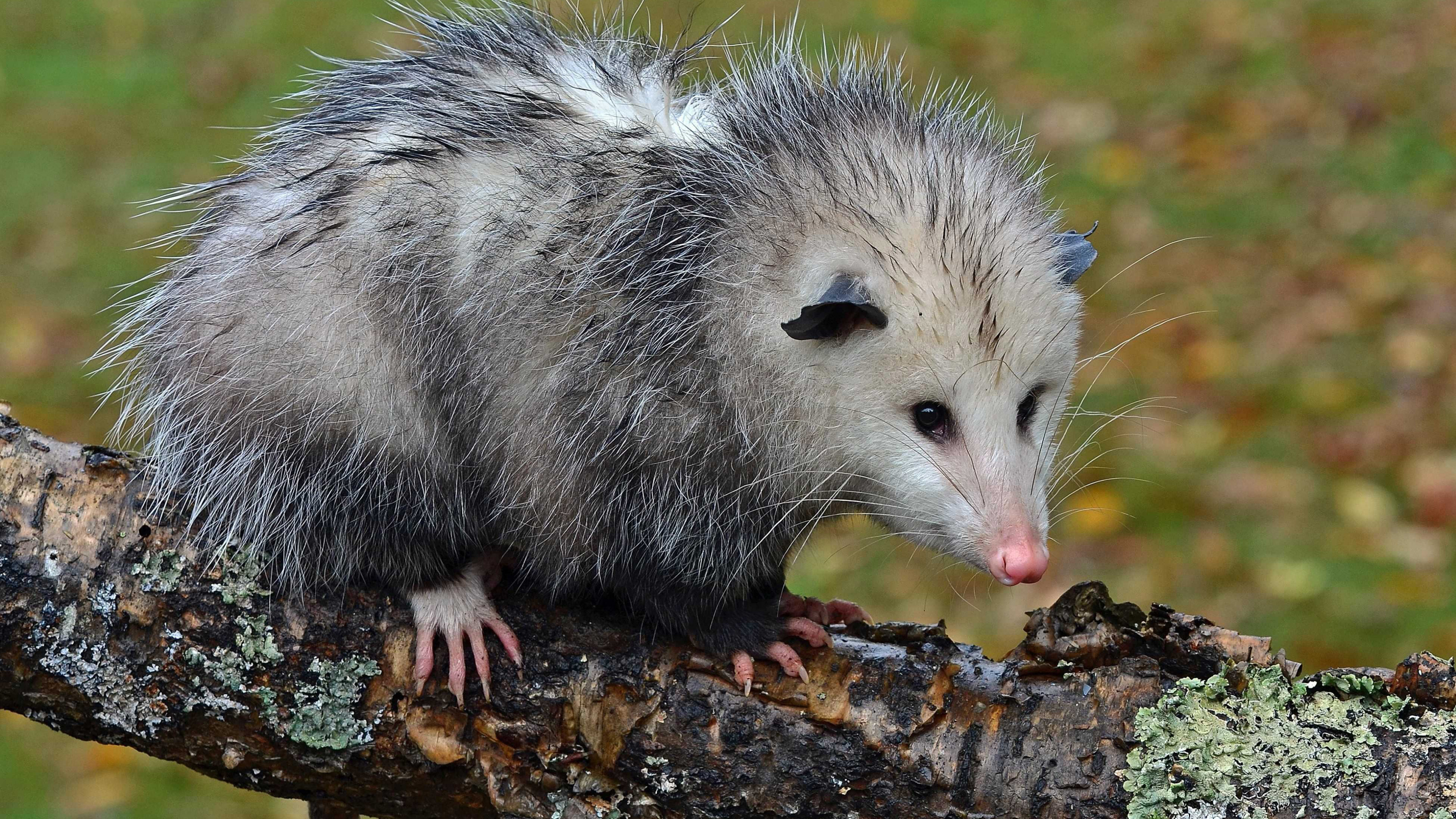 Adorable opossum, Possum wallpaper, Car fun stuff, Whole nest, 3840x2160 4K Desktop