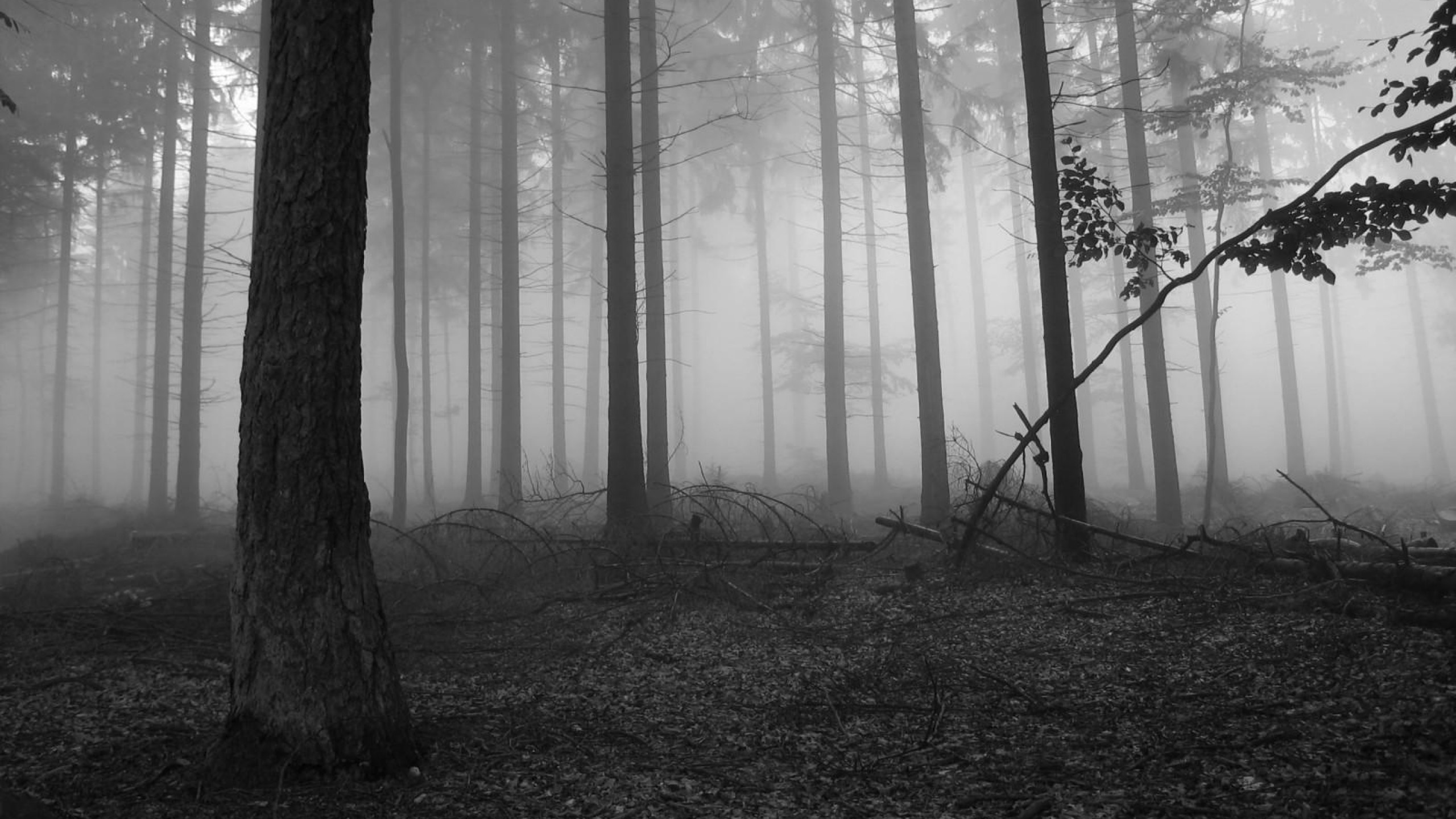 Haunted Forest, Scary woodland, Creepy atmosphere, Eerie scenery, 2560x1440 HD Desktop