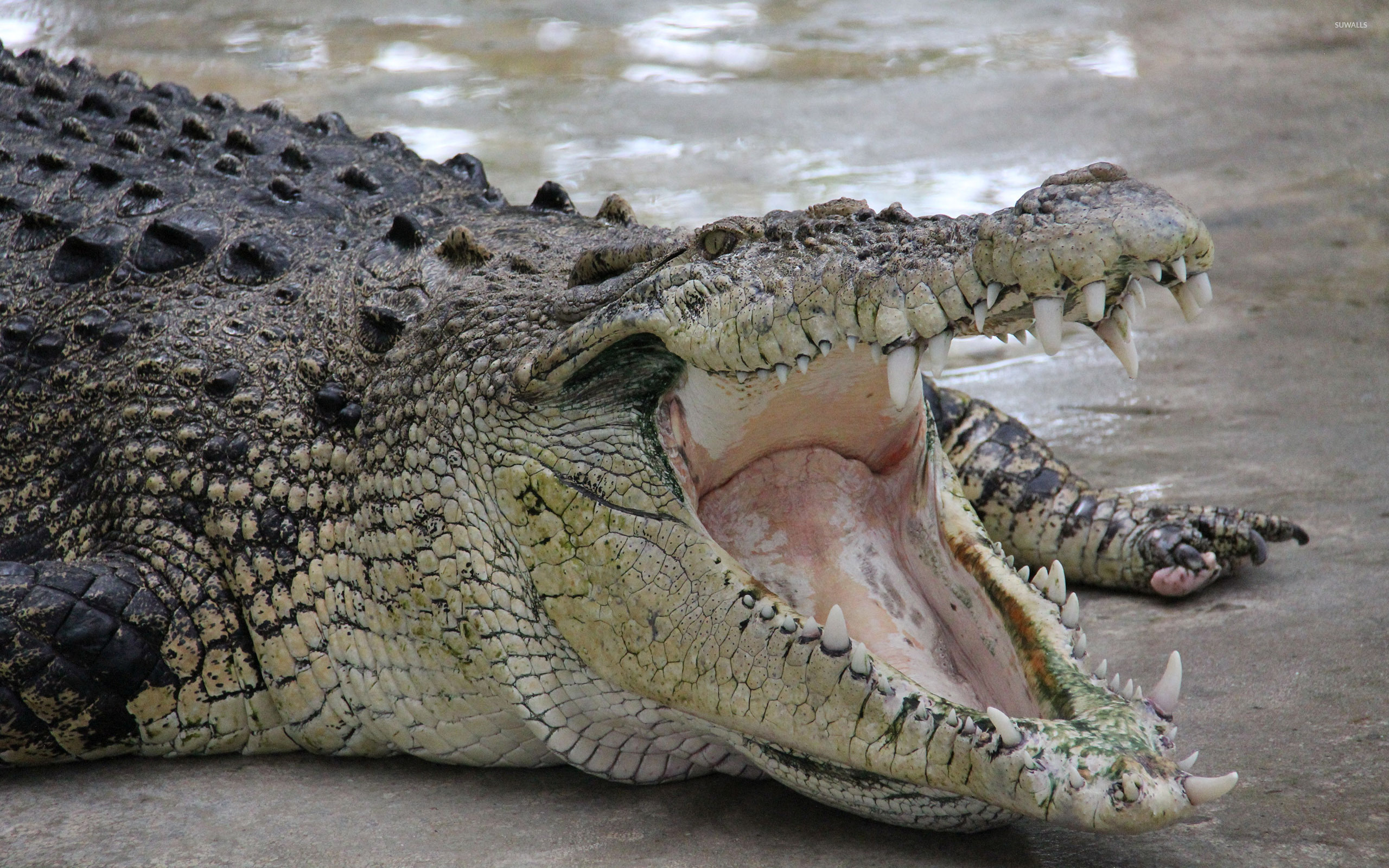 Crocodile: Crocodylus porosus, considered to be the largest living reptile. 2560x1600 HD Wallpaper.