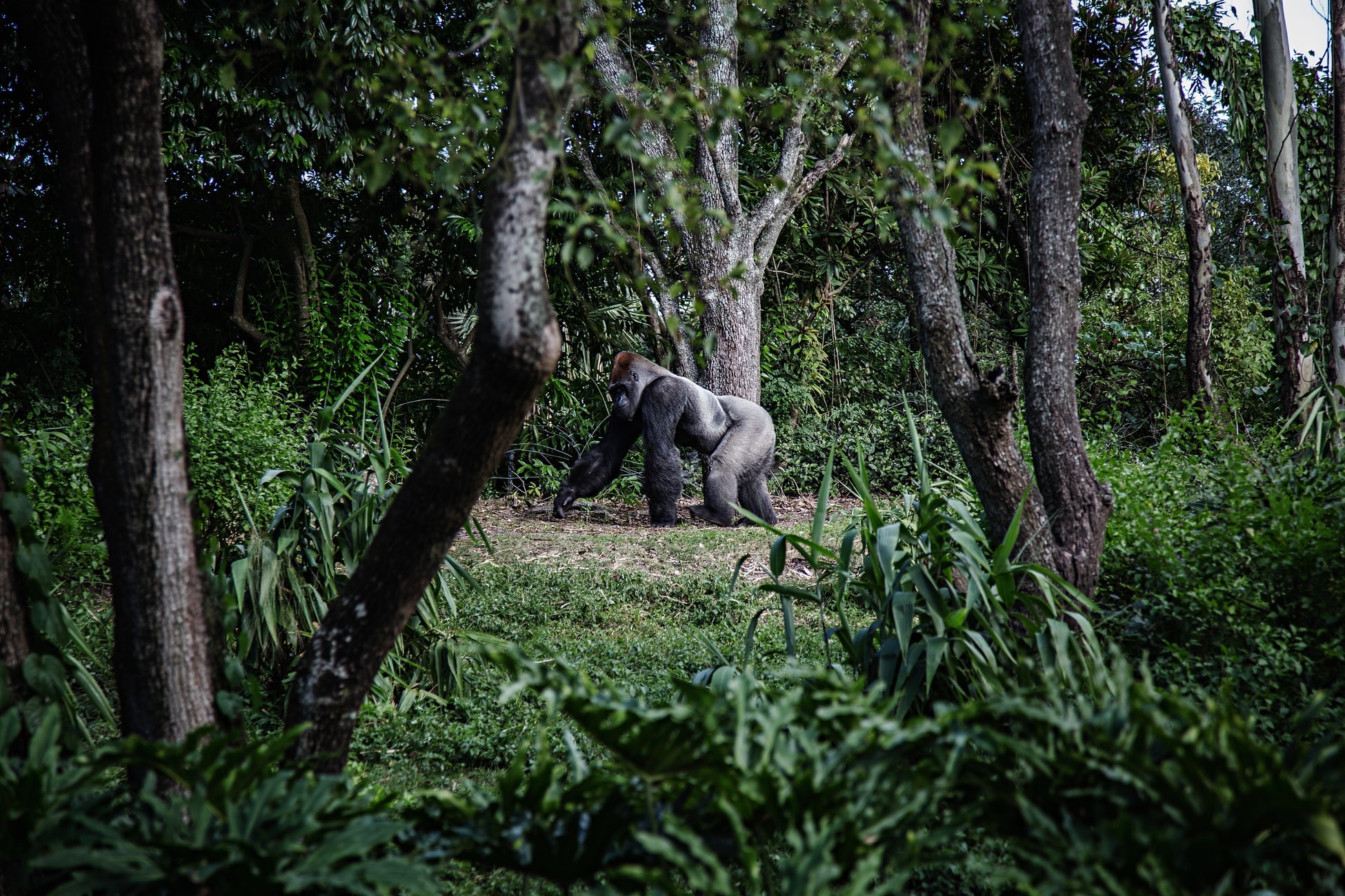 Virunga National Park, Gorilla trekking, Bwindi National Park, Uganda, 1950x1300 HD Desktop