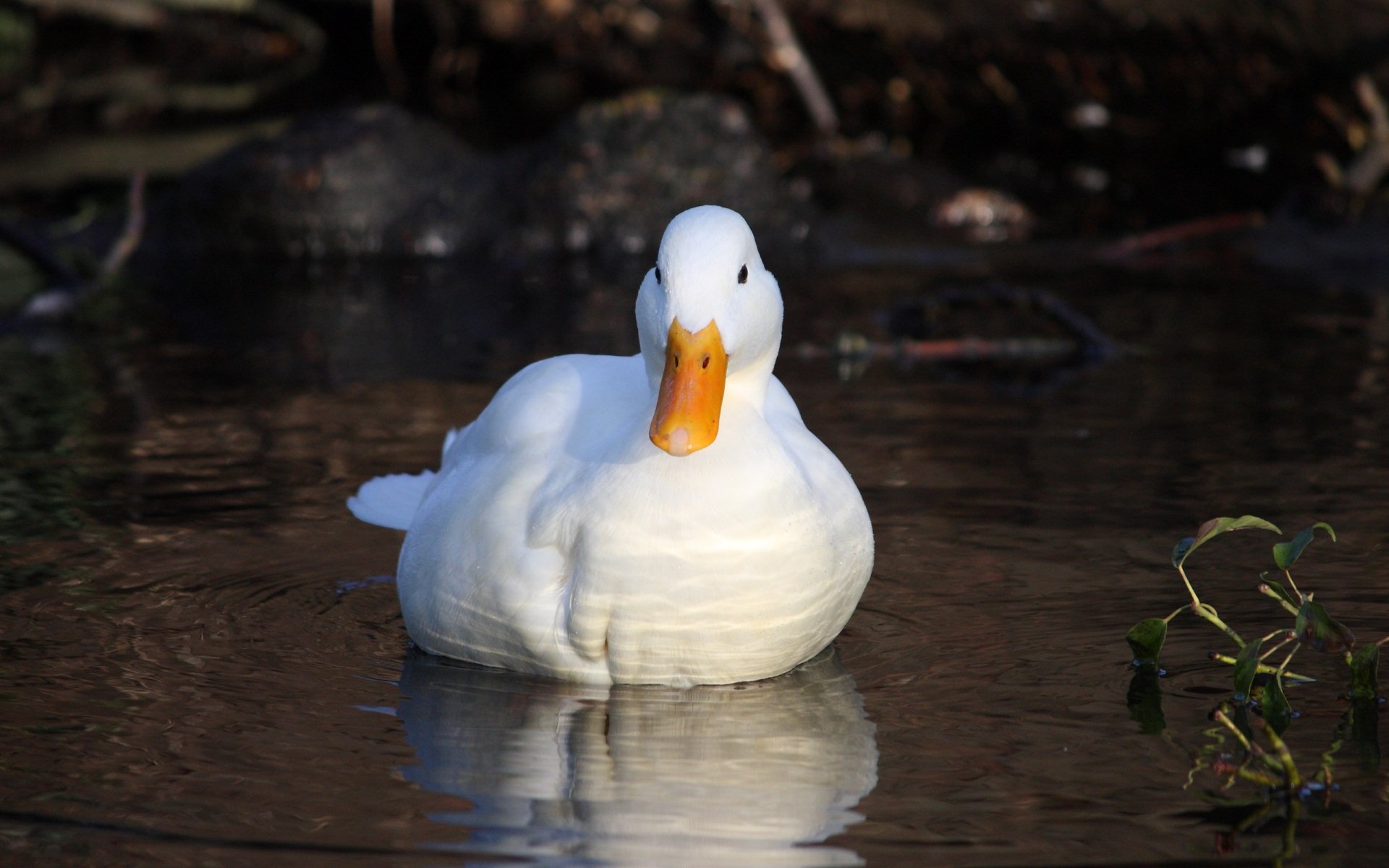 Elegant white duck, Beautiful bird species, Majestic creature, Graceful appearance, 1920x1200 HD Desktop