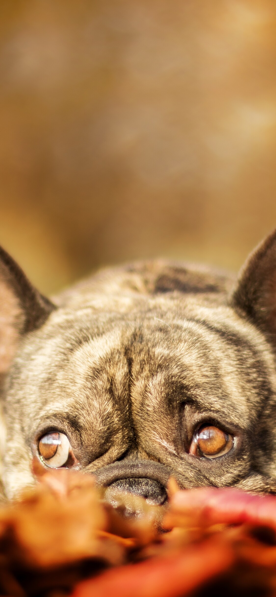 French Bulldog: Animal, Its maximum weight standard is 28 pounds, Companion dog. 1130x2440 HD Background.