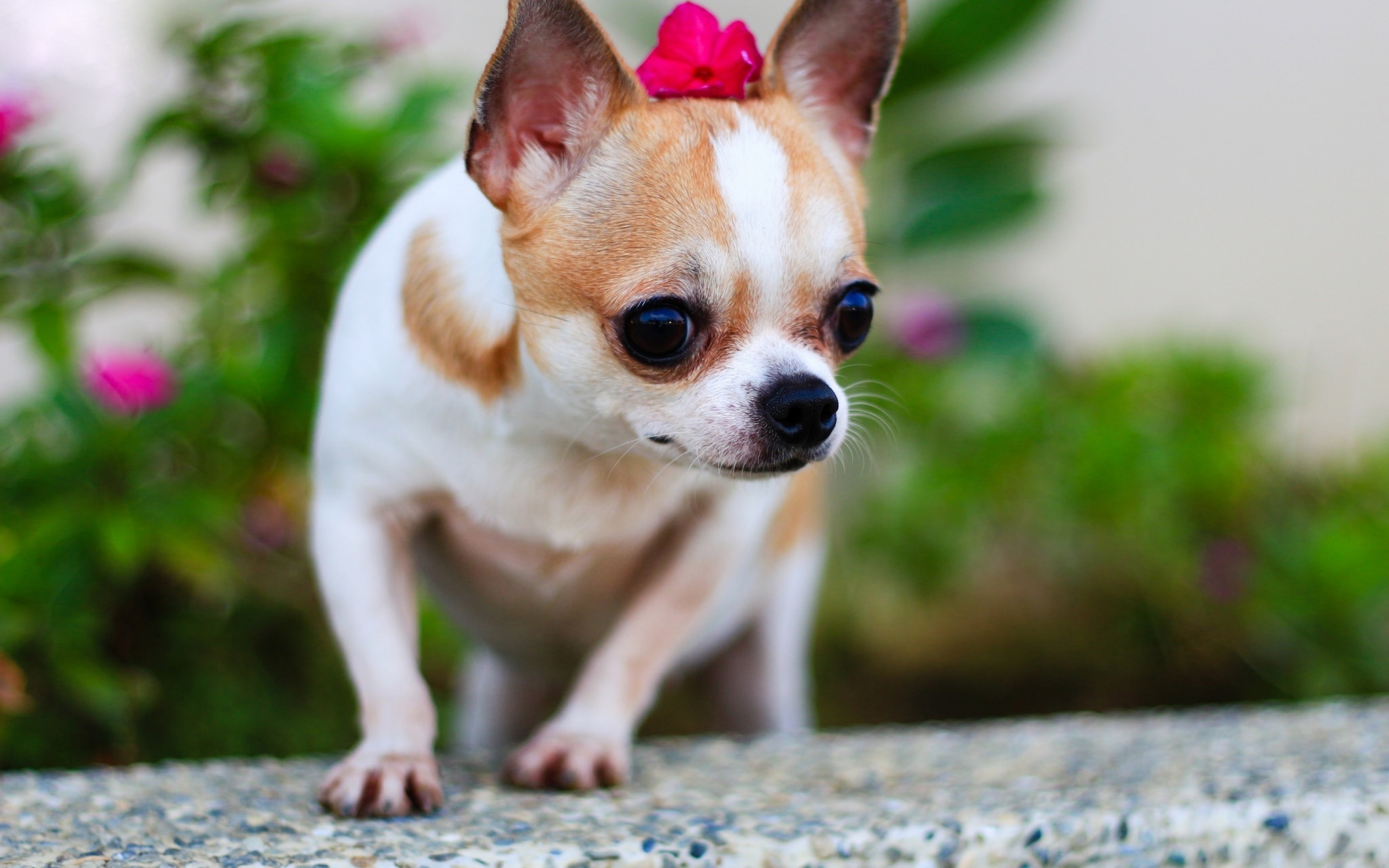 Chihuahua with flowers, Close-up shot, Cute and charming, Lovely pet, 2880x1800 HD Desktop