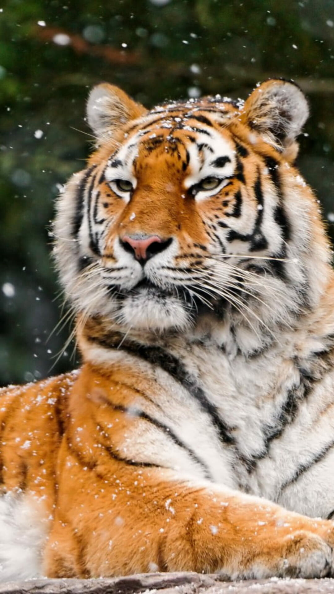 Tiger 2022, Majestic creatures, Stunning visuals, 1080x1920 Full HD Handy