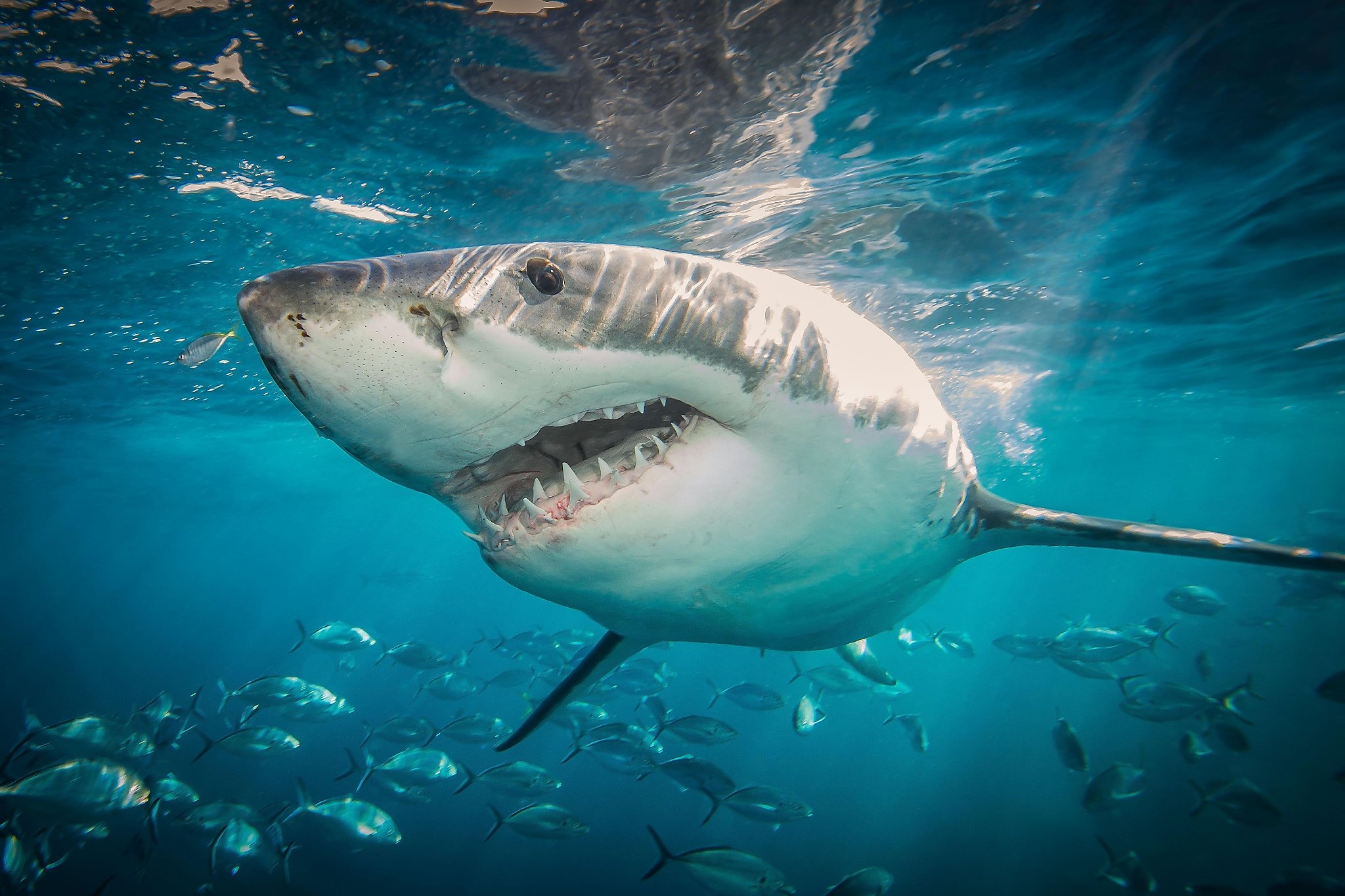 Great White Shark: The second-largest predatory species in the ocean, Vertebrate. 2050x1370 HD Background.