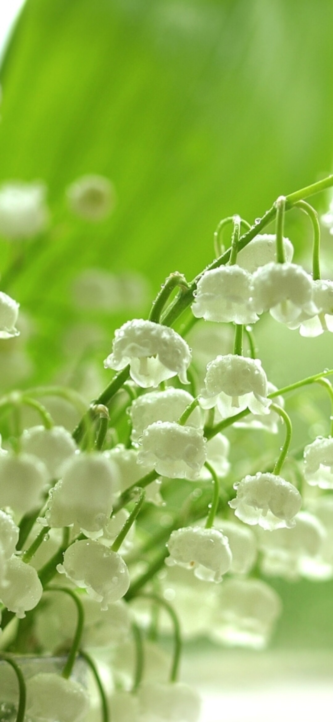 Lily of the Valley: A symbol of purity, joy, love, sincerity, happiness, and luck, Flowering plant. 1080x2340 HD Wallpaper.