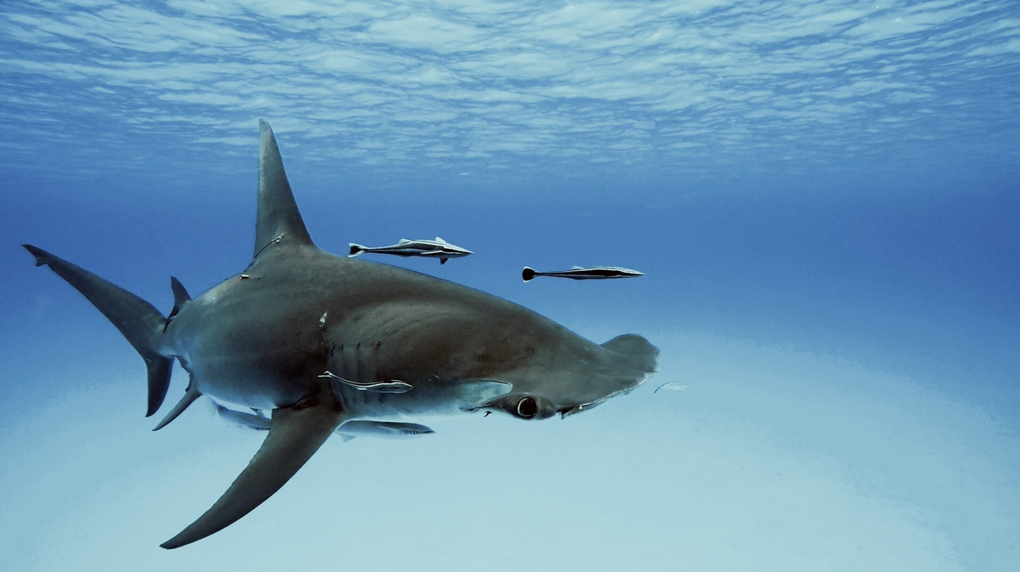 Hammerhead sharks, Fascinating predators, Oceanic marvels, 2040x1150 HD Desktop