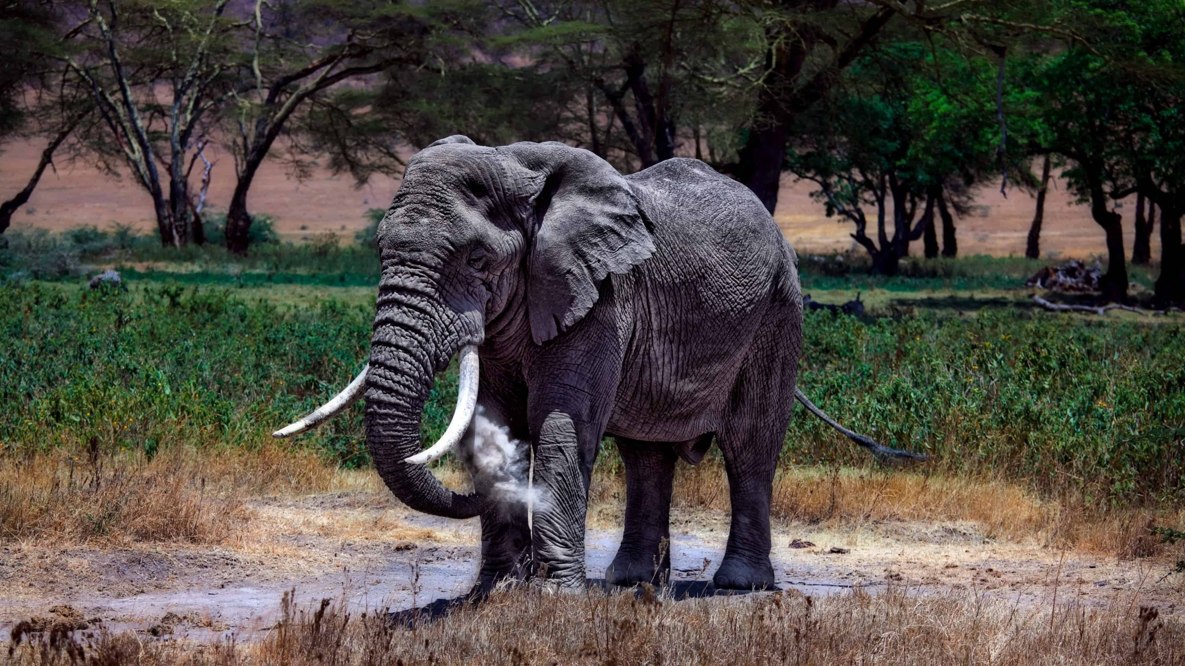 Elephant: Serengeti National Park, Tanzania, The Largest Land Mammal. 3840x2160 4K Background.