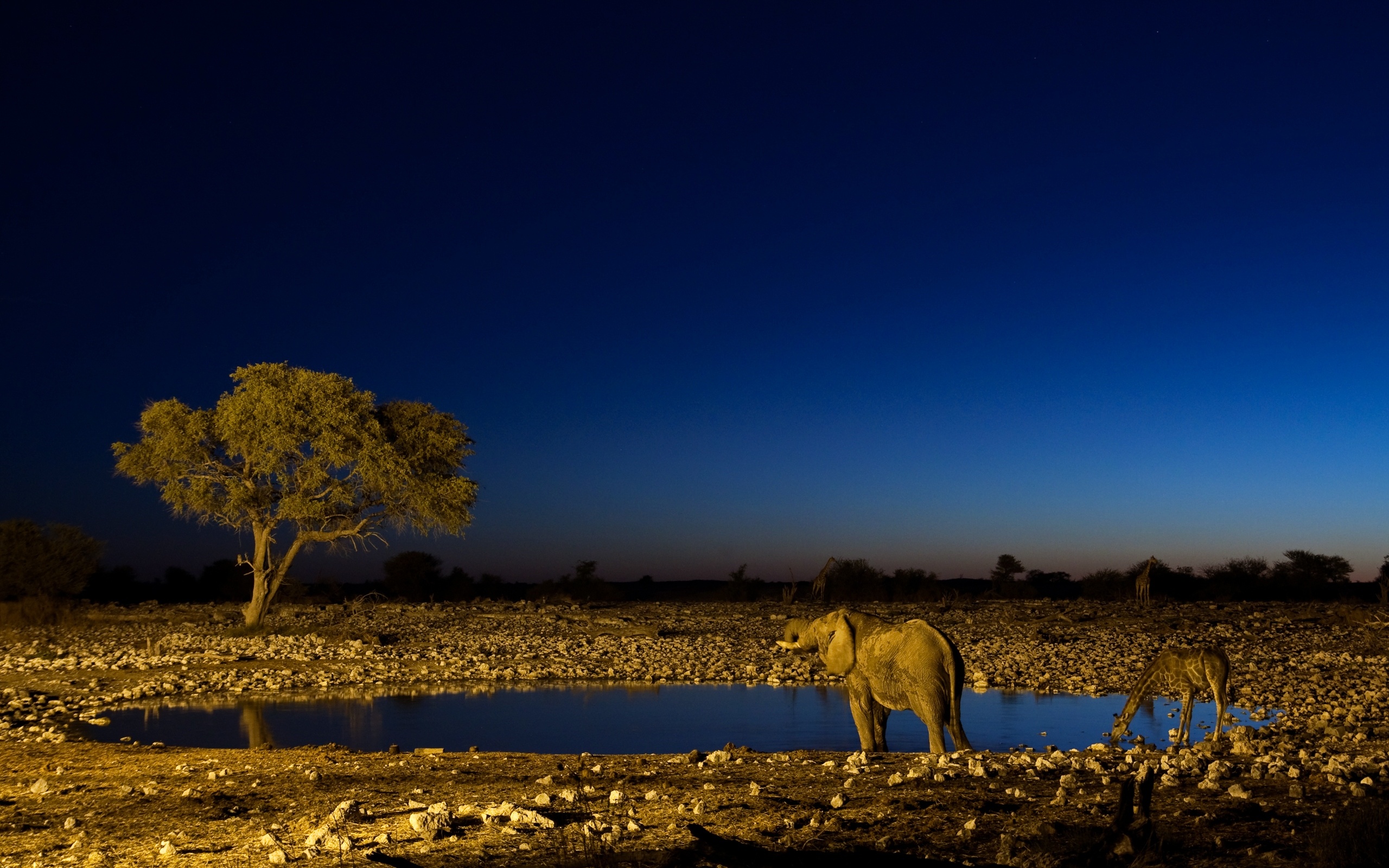 Kruger National Park, South Africa, Desktop wallpaper, African landscapes, 2560x1600 HD Desktop