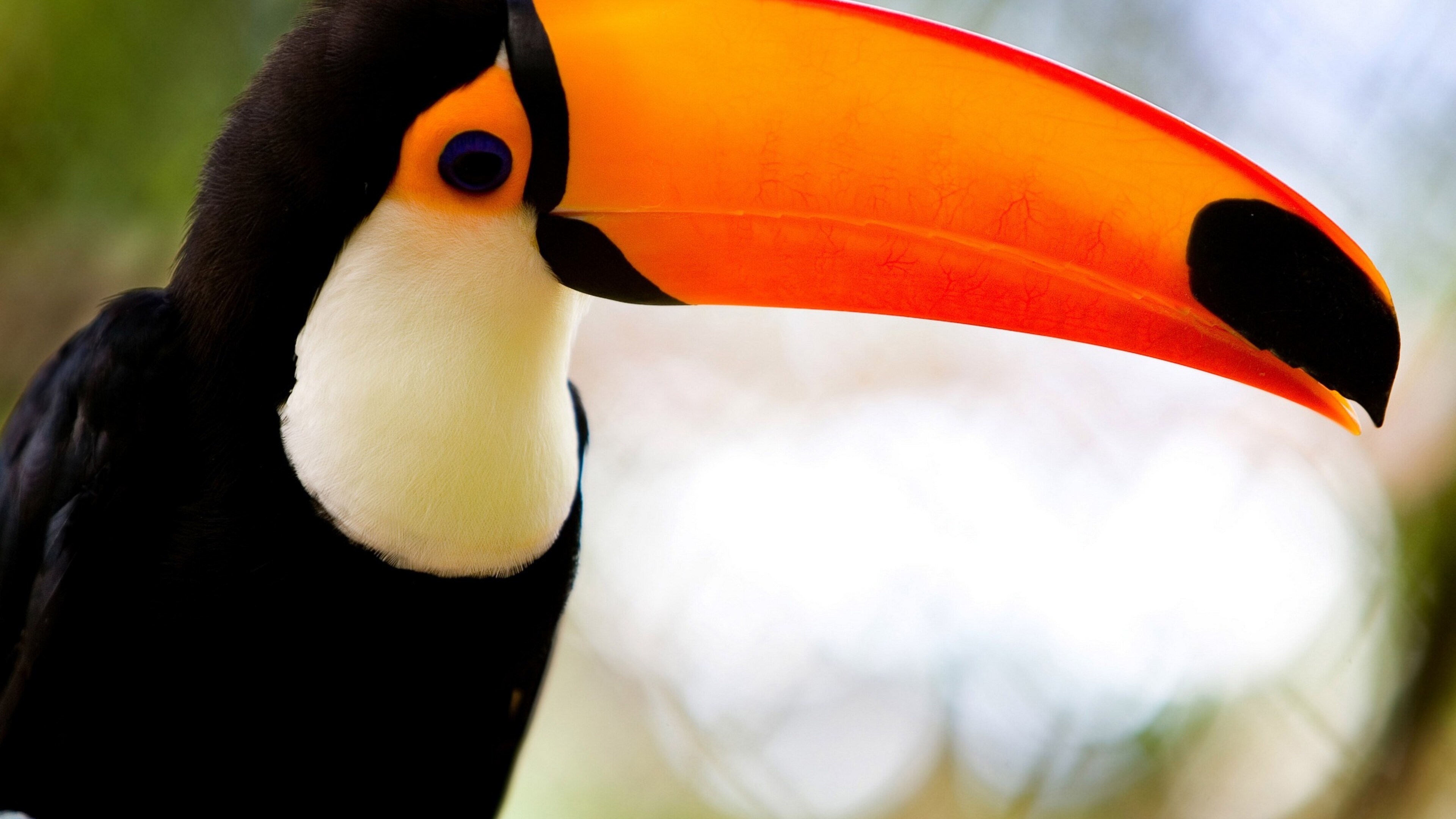 Long-beaked toucans, 4K HD wallpaper, Tropical beauty, Stunning backgrounds, 3840x2160 4K Desktop