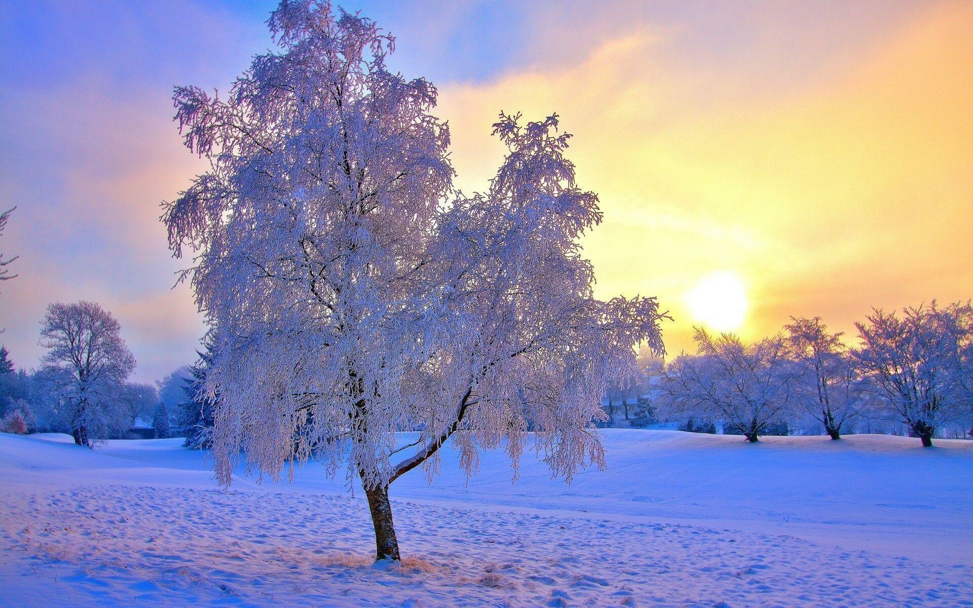 Winter: Hoar frost, Deposit of ice crystals on trees. 1920x1200 HD Wallpaper.