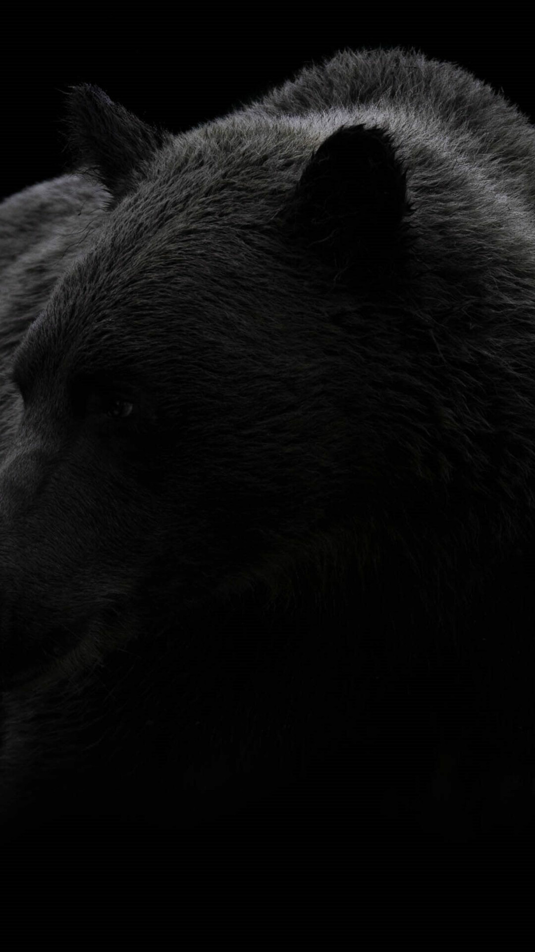 Bear: Wild animal, Monochrome. 1080x1920 Full HD Background.