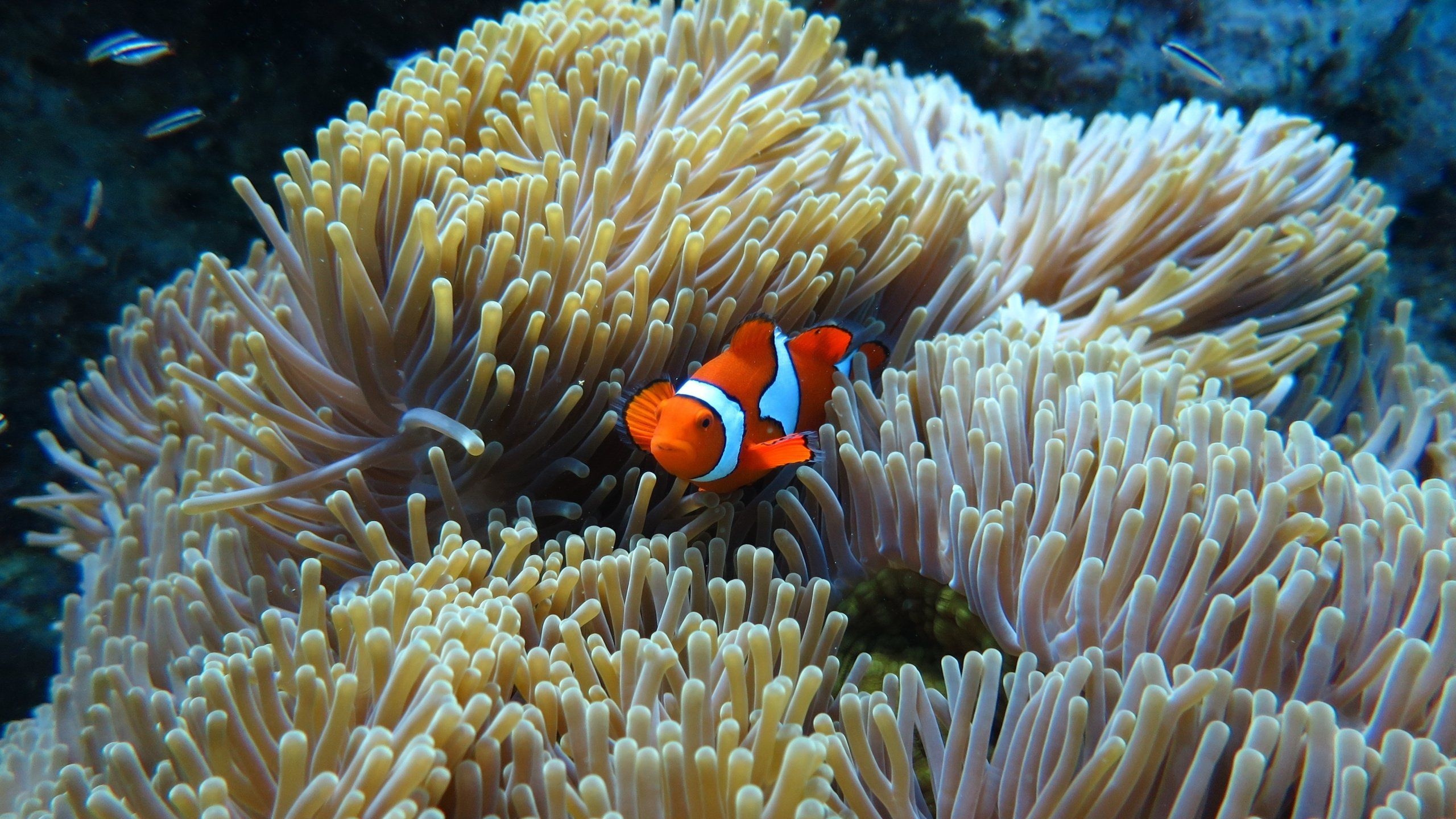 Captivating clown fish, Free HD wallpaper, Marine-themed background, Underwater beauty, 2560x1440 HD Desktop