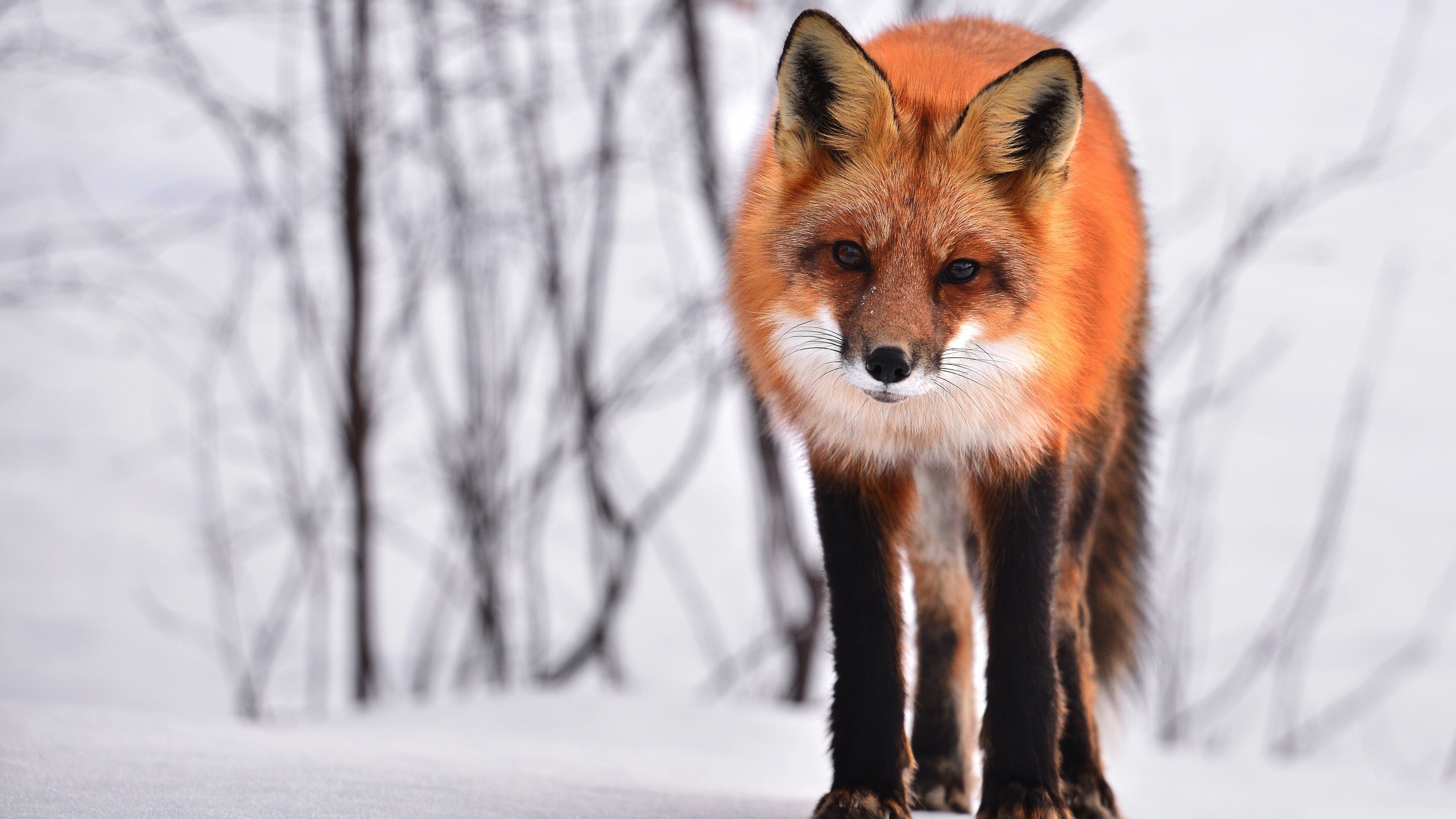 Fox: Vulpes vulpes, The only canid whose natural range spans both North and South America,. 3840x2160 4K Wallpaper.