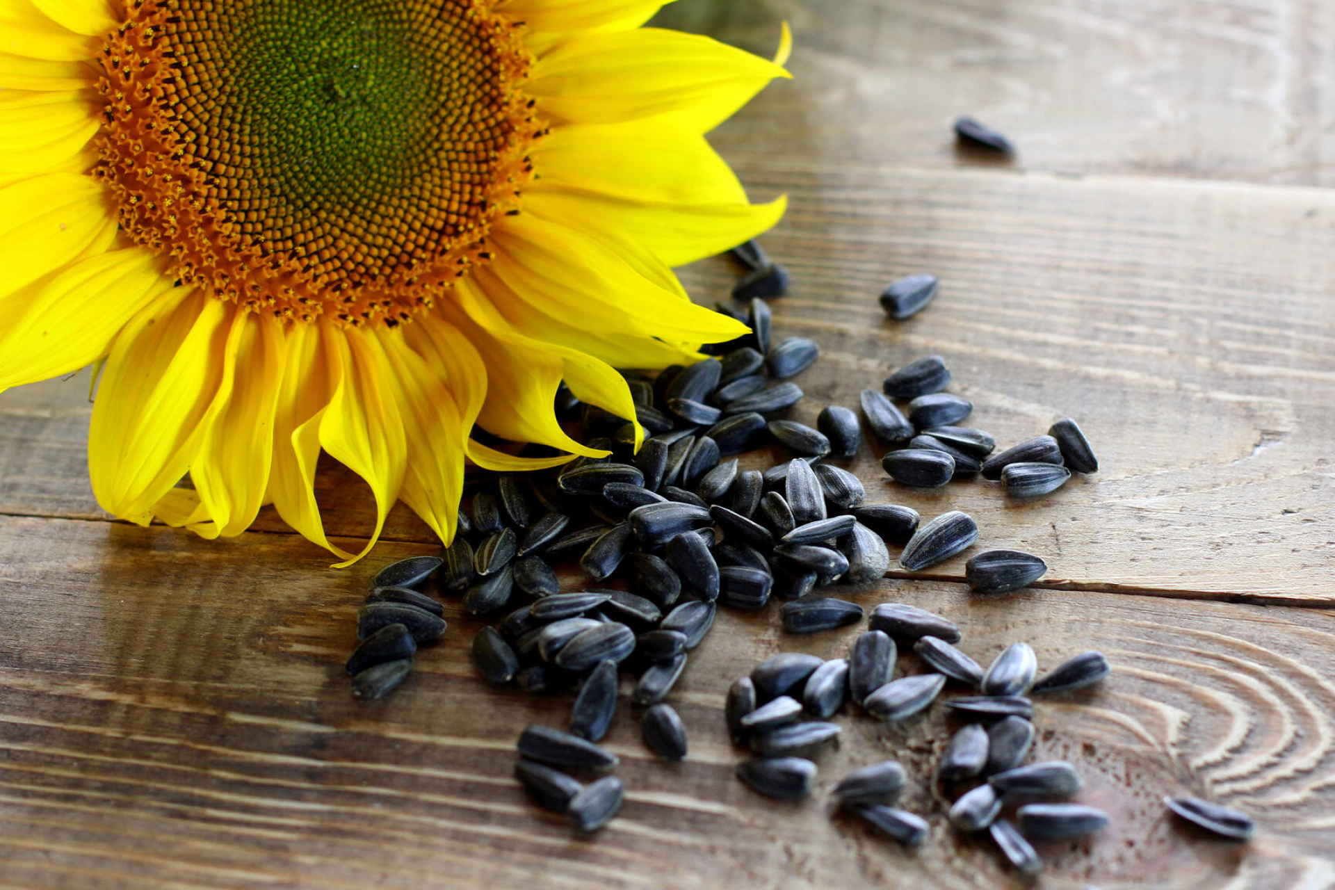 Roasted sunflower seeds image, Free stock photo, Crunchy delight, Creative commons license, 1920x1280 HD Desktop