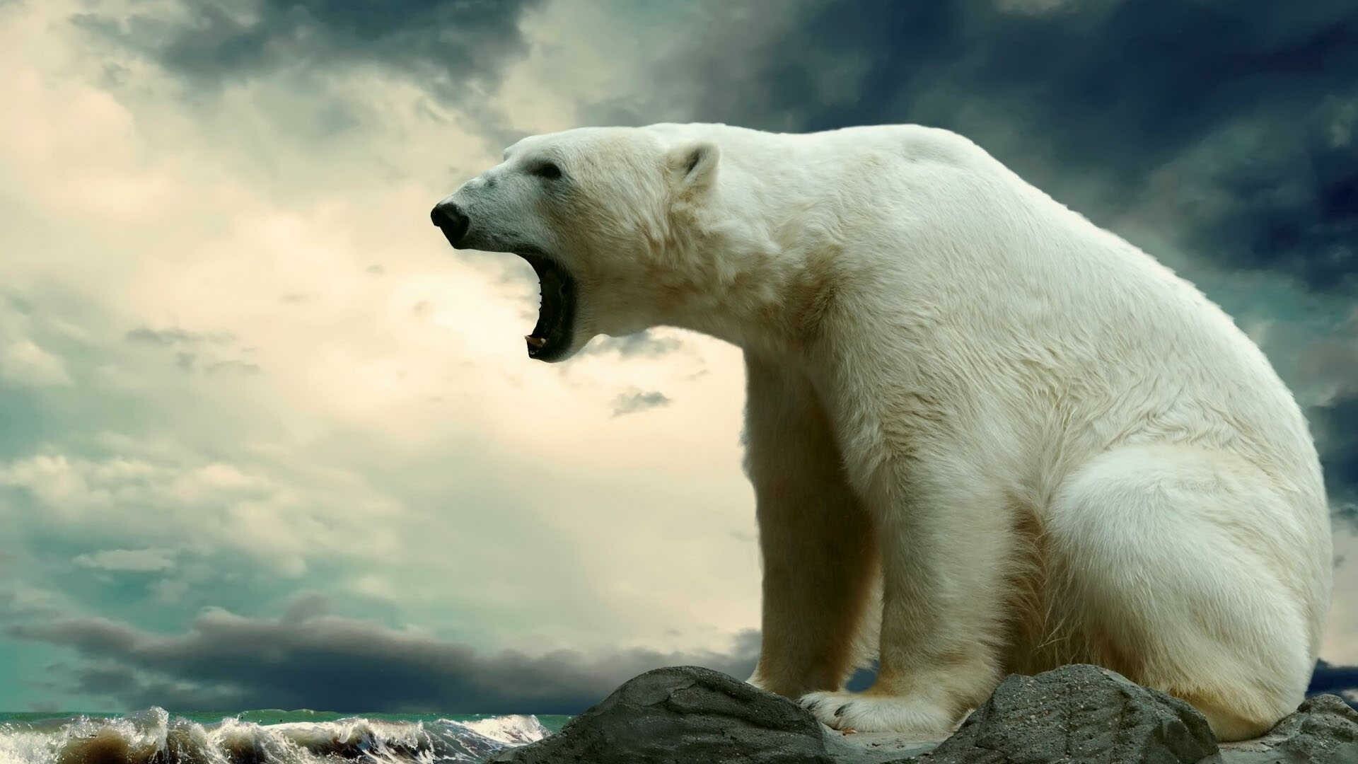 Bear: Ursus maritimus, Live in one of the planet's coldest environments. 1920x1080 Full HD Background.