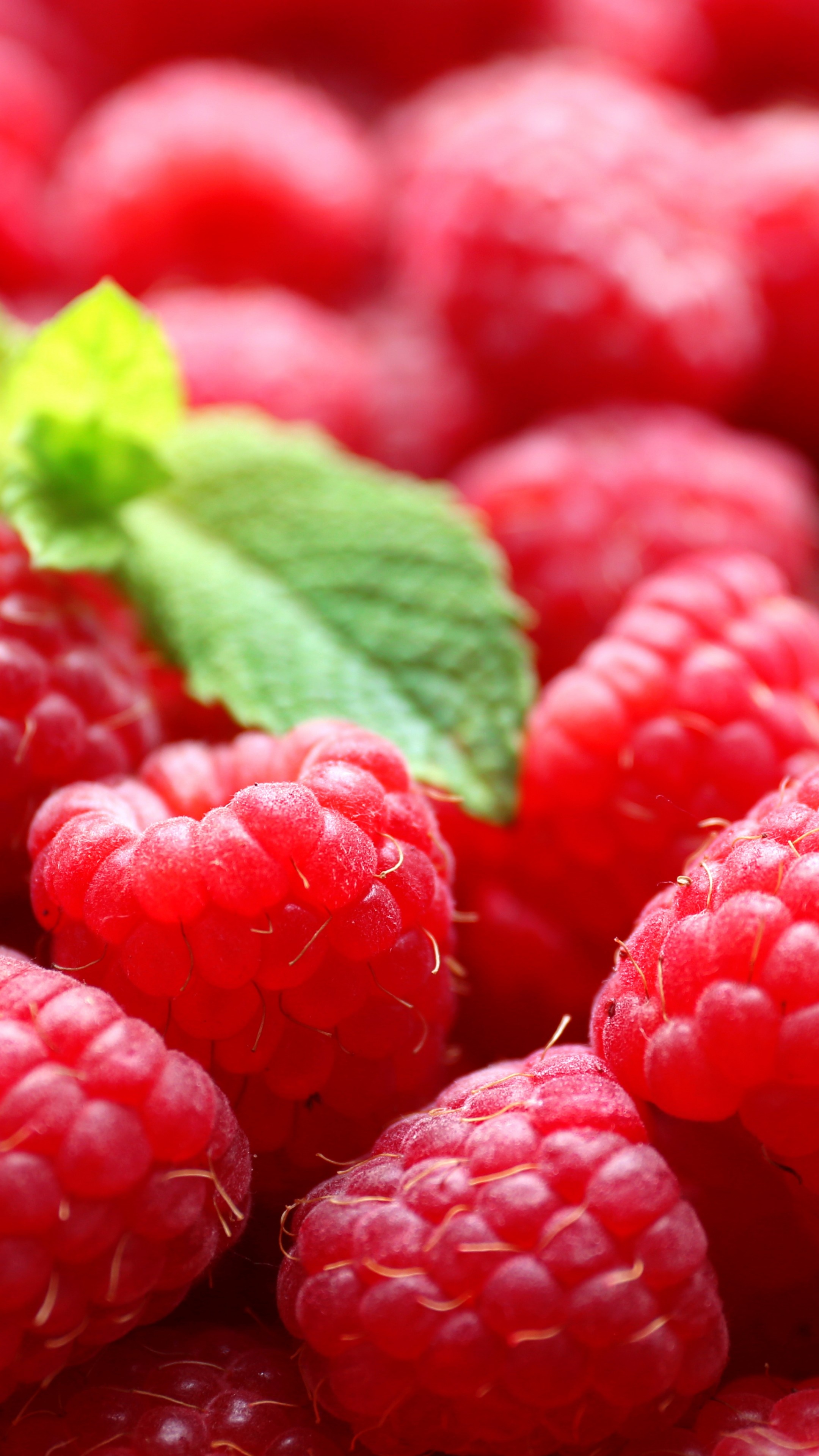 Vibrant raspberry wallpaper, Refreshing and juicy, Nature's beauty, Bursting with color, 2160x3840 4K Phone