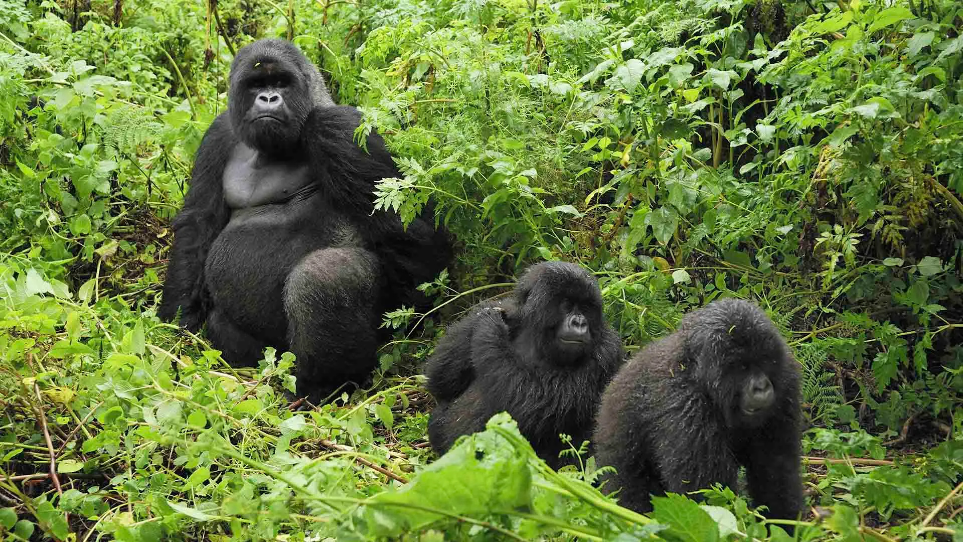 Virunga National Park, Adventure, Wildlife, Conservation, 1920x1080 Full HD Desktop
