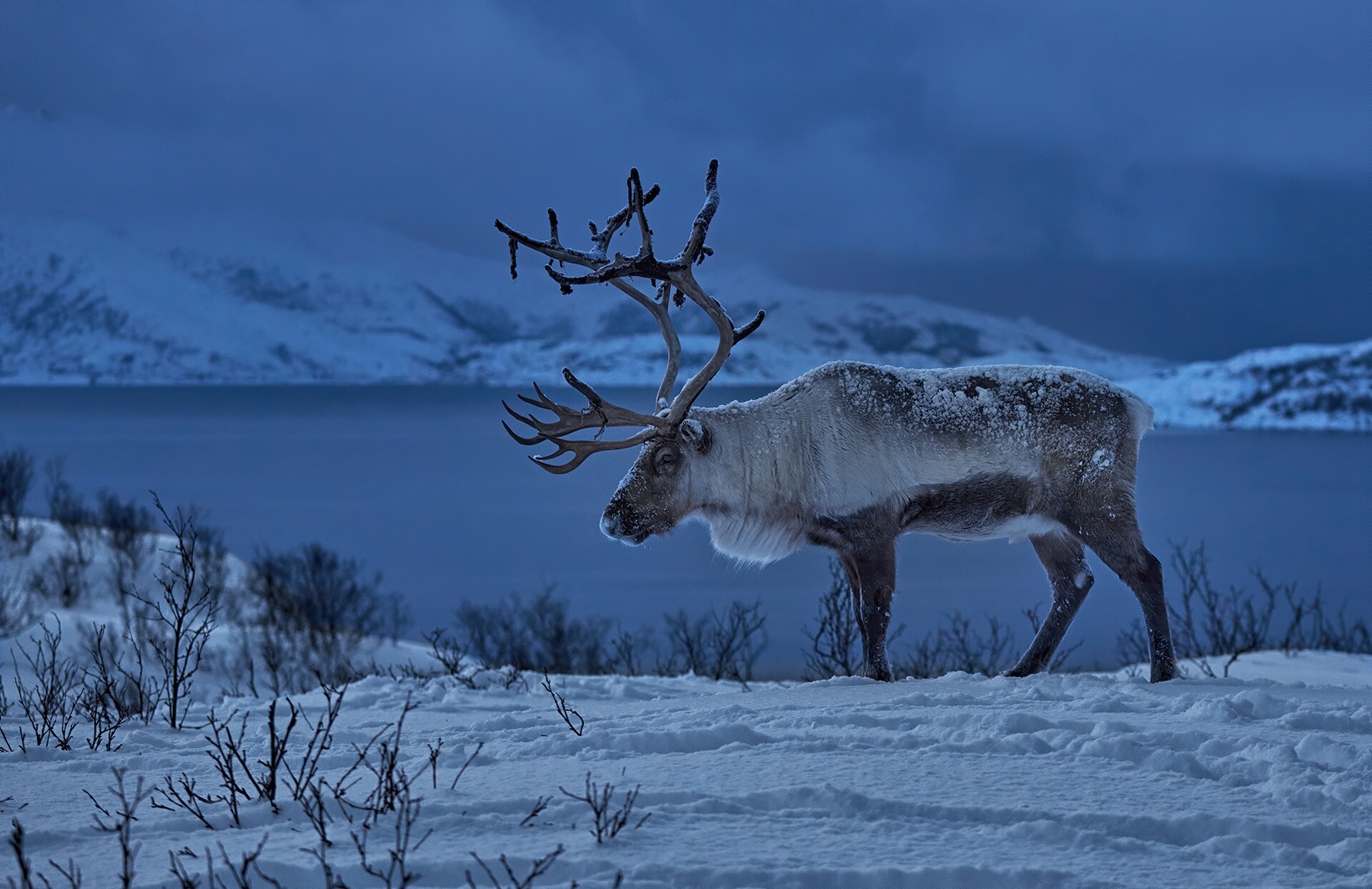 Reindeer: Norway, The only mammals that grow new sets of antlers annually. 1920x1250 HD Background.