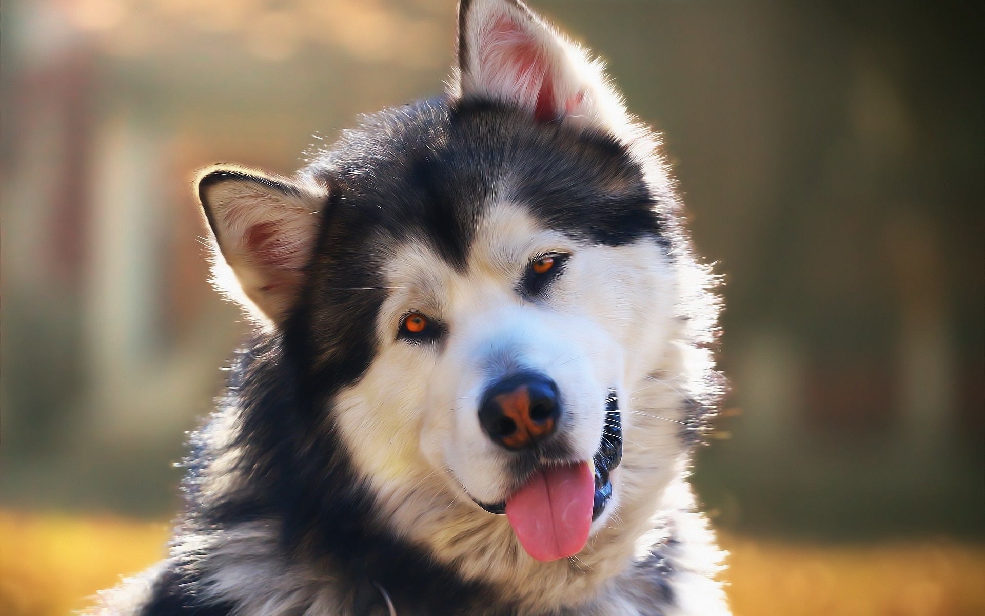 Alaskan Malamute portrait, Big dog, Malamute breed, Cute animals, 1920x1200 HD Desktop