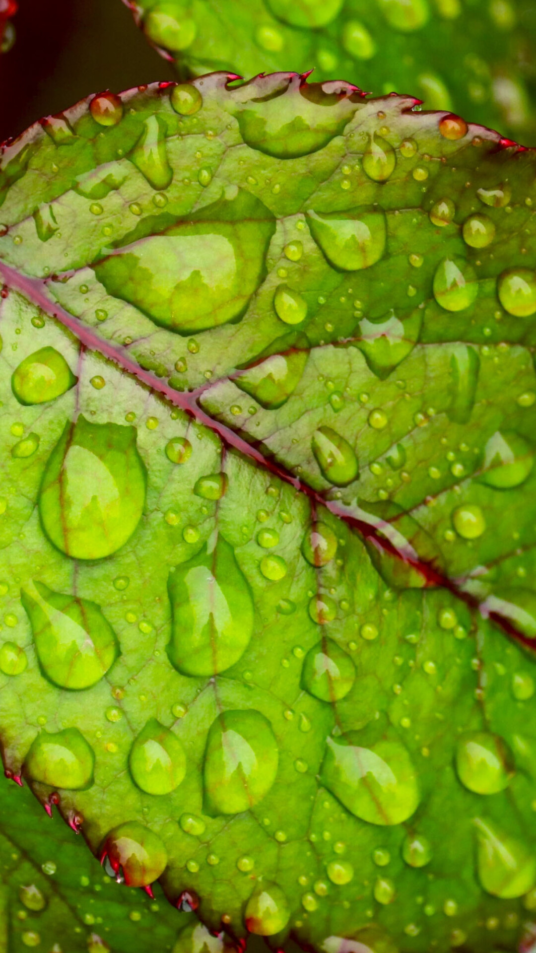 Go Green: Moisture evaporating from plants, Leaves dripping water, Chlorophyll. 1080x1920 Full HD Wallpaper.