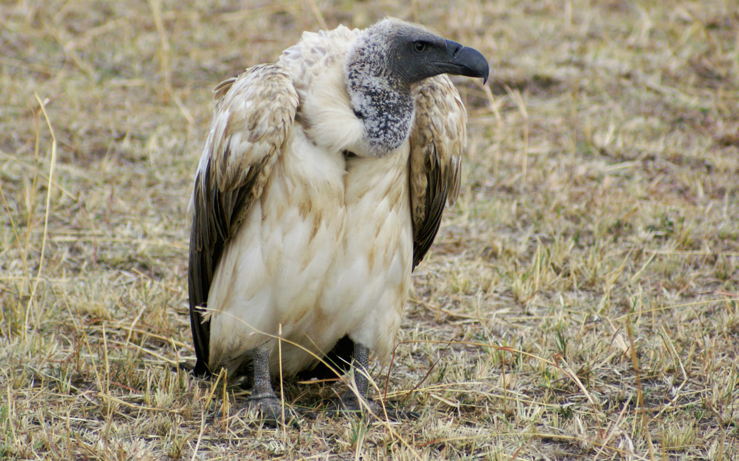 Griffon (Bird): African white-backed vulture, The savannah of west and eastern and southern Africa. 2560x1600 HD Background.
