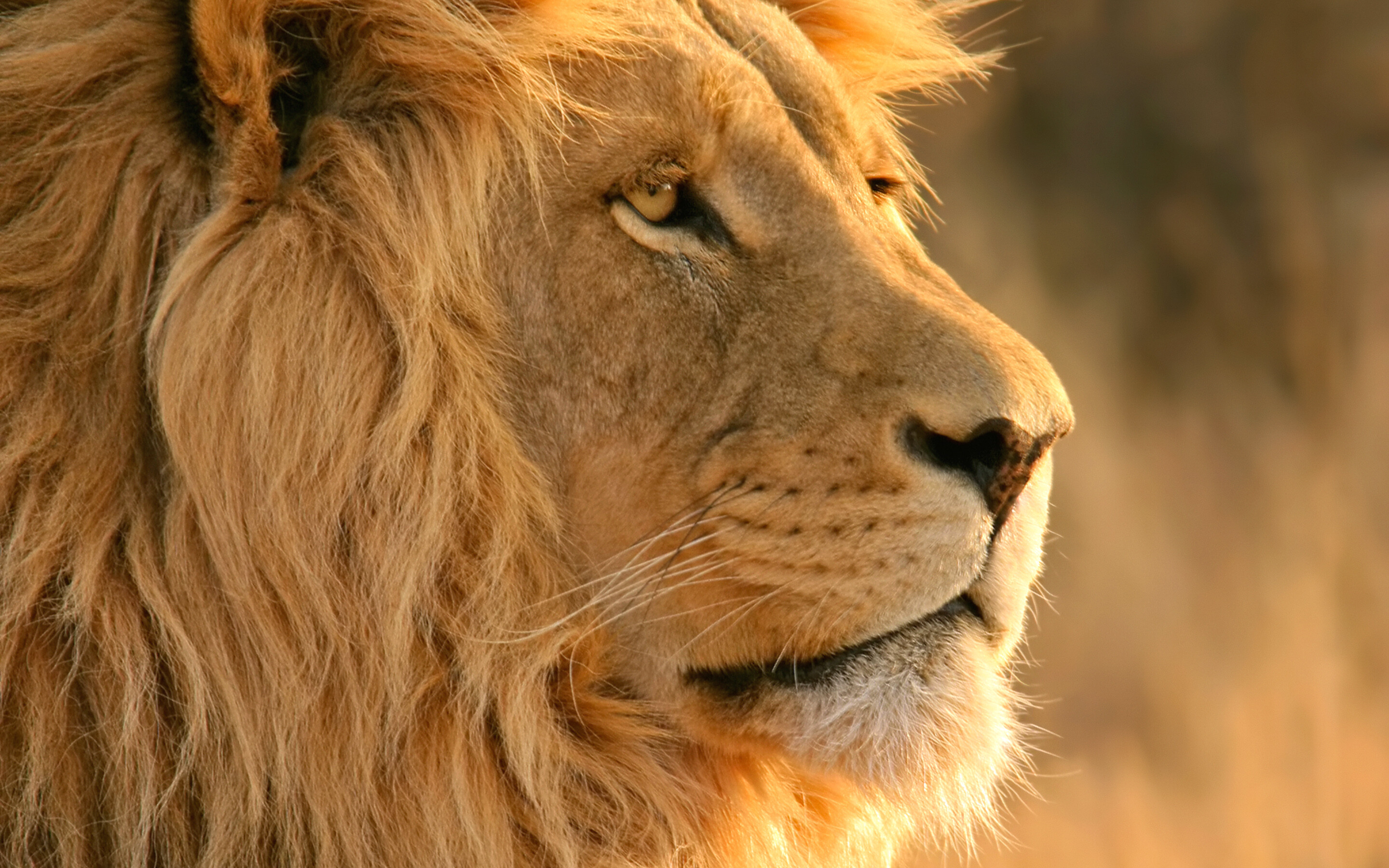 Lion: African lions live in scattered populations across sub-Saharan Africa. 2880x1800 HD Background.