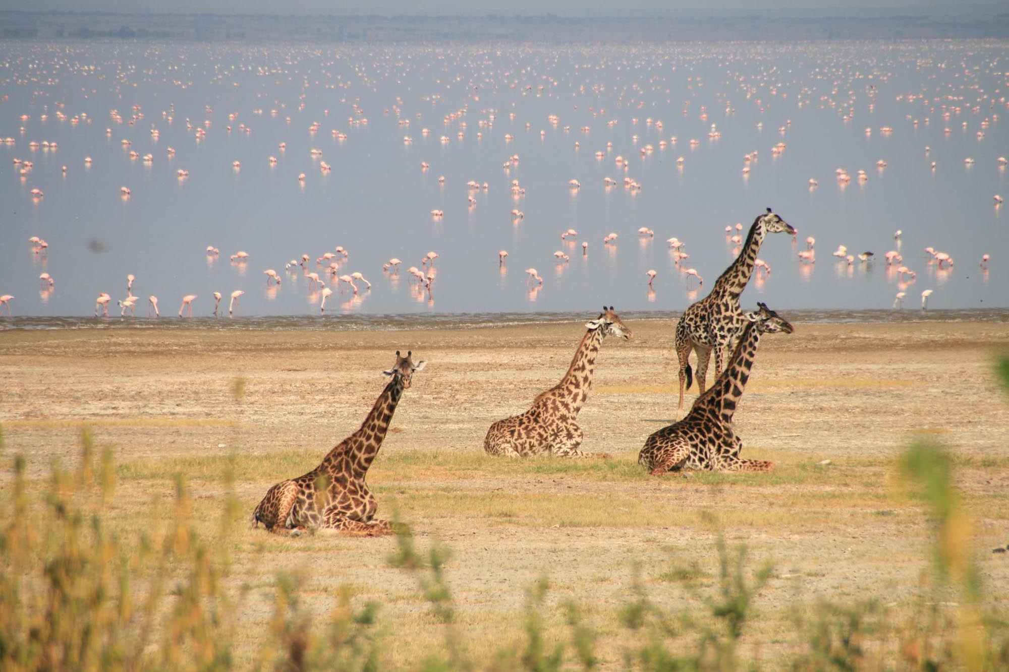 Wide open spaces, Tanzania, Timeless Africa Safaris, 2000x1340 HD Desktop