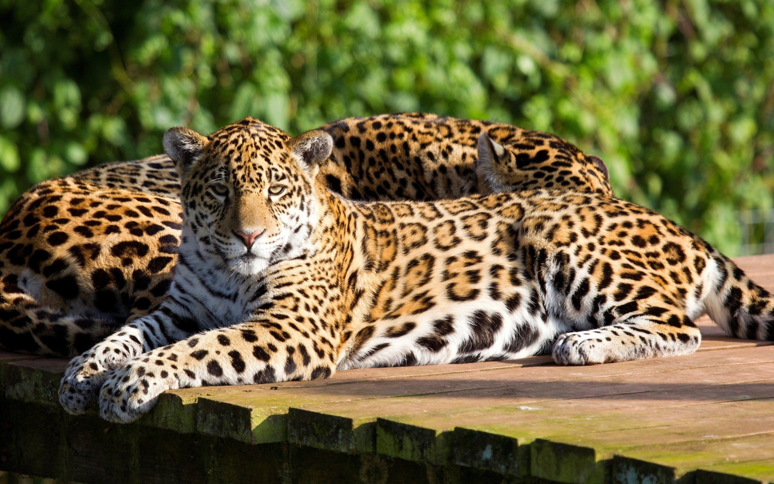 Leopard, Beauty cute amazing, Amazing leopard, Animal, 2560x1600 HD Desktop