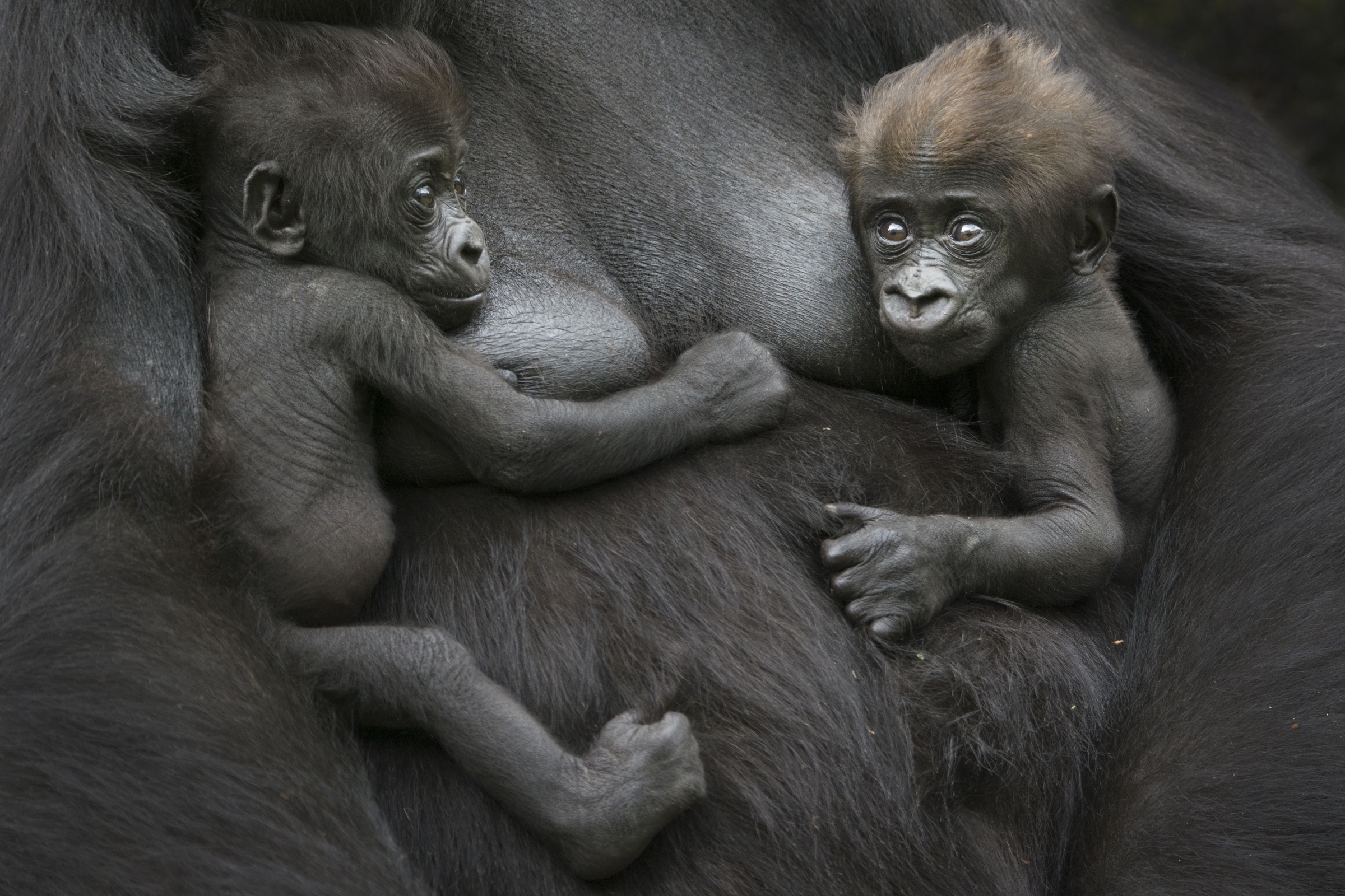 Gorilla caretakers, Gentle interactions, Heartwarming moments, Animal love, 2400x1600 HD Desktop