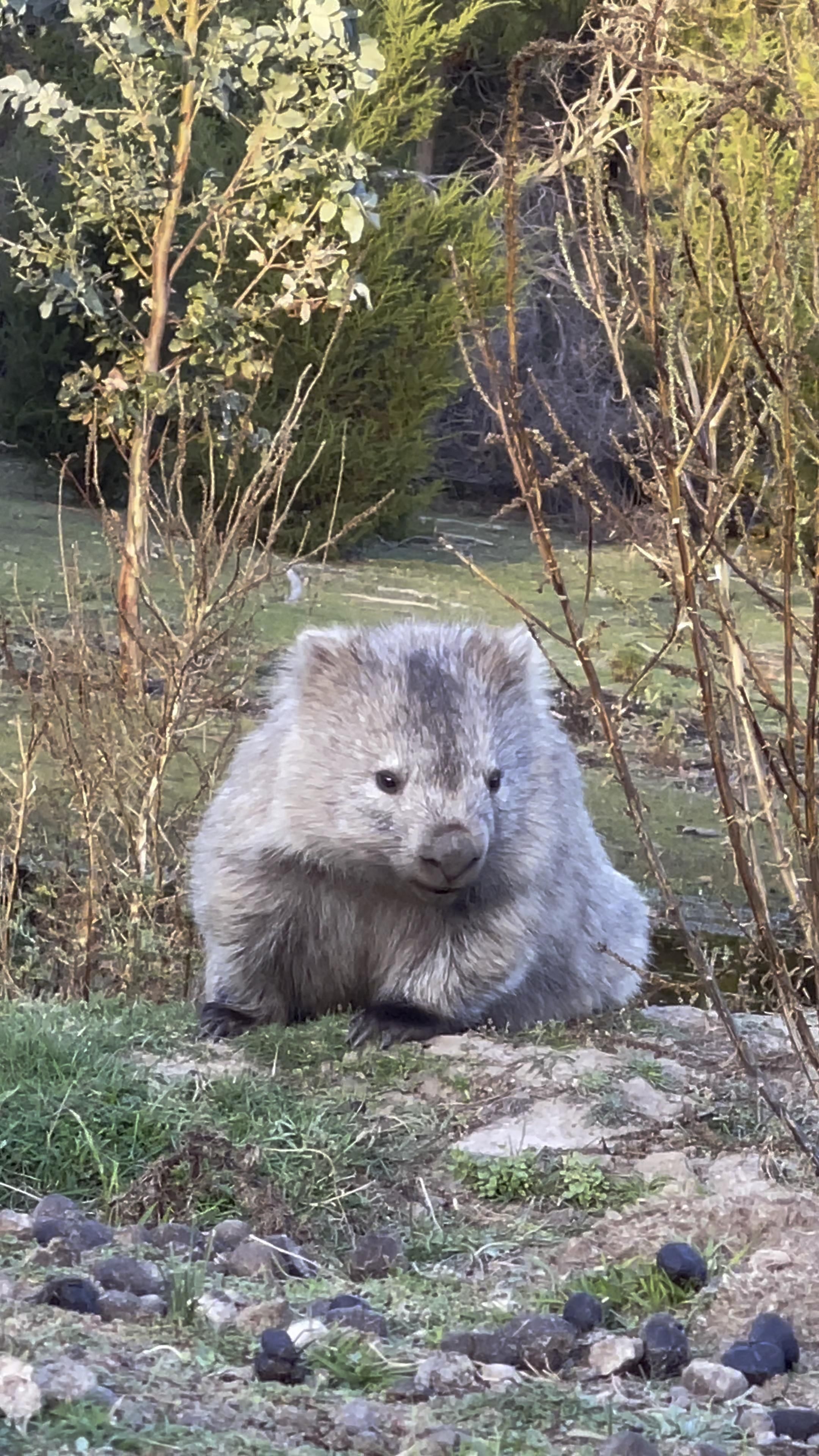 Maria Island, Baby wombat, Adorable video, Cute animal footage, 2160x3840 4K Phone