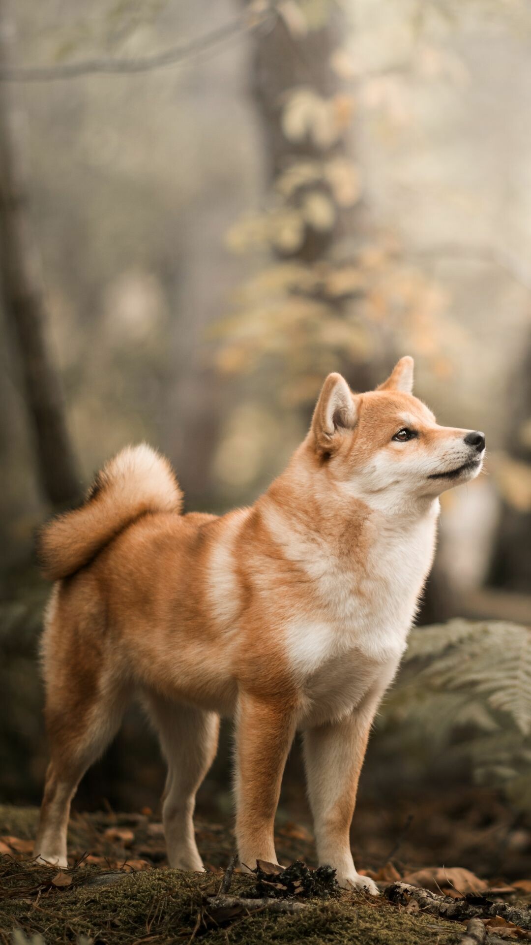 Shiba Inu: A small-to-medium breed of hunting dog from Japan. 1080x1920 Full HD Background.