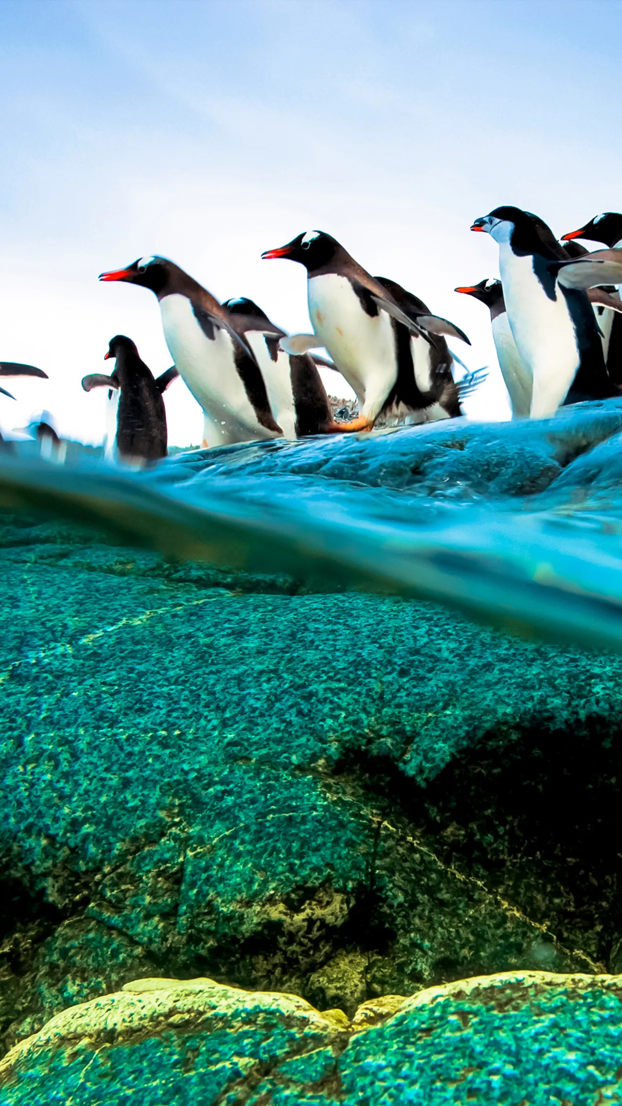 Diving penguins wallpaper, iPhone delight, Underwater wonders, Arctic charm, 1250x2210 HD Phone