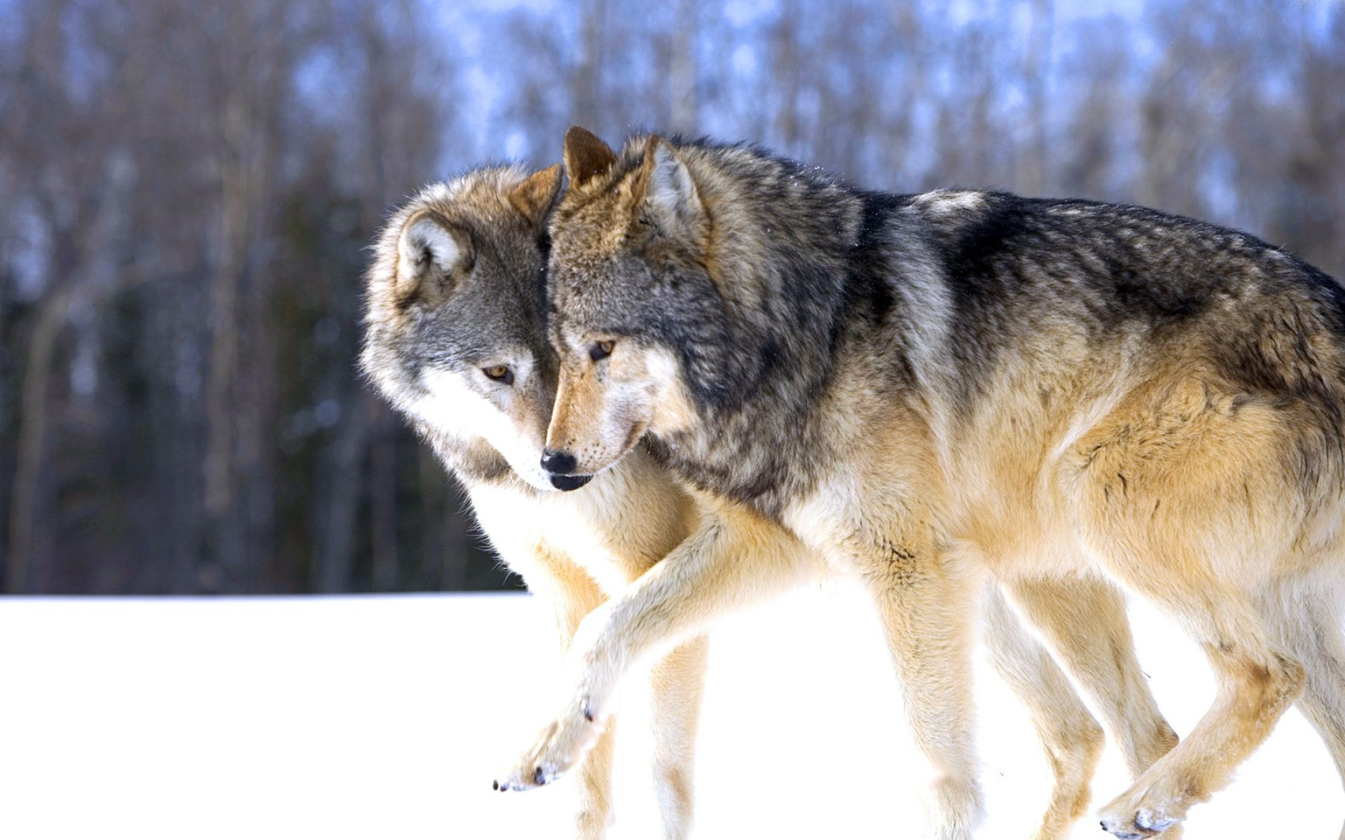 Gray Wolf: A wolf pack's dominant pair, The alpha male, The most social carnivores. 1920x1200 HD Wallpaper.