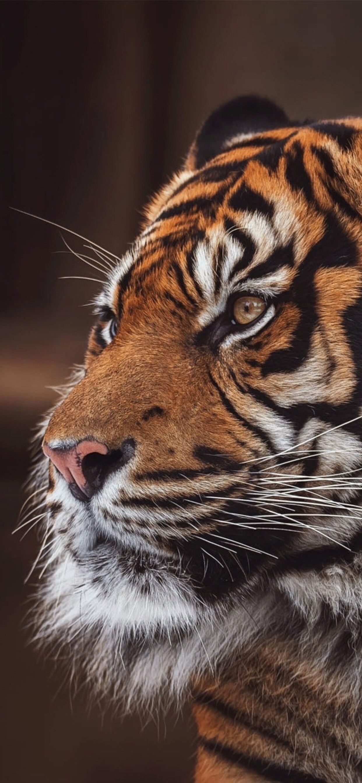 Tiger: Like a human fingerprint, no two tigers have the exact same markings. 1250x2690 HD Background.