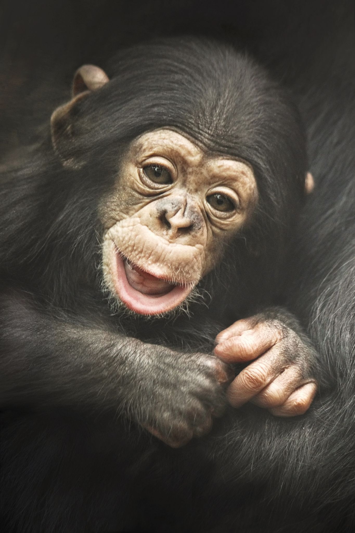 Monkeys, Gorillas, Primate wonders, Animal photographs, 1370x2050 HD Handy