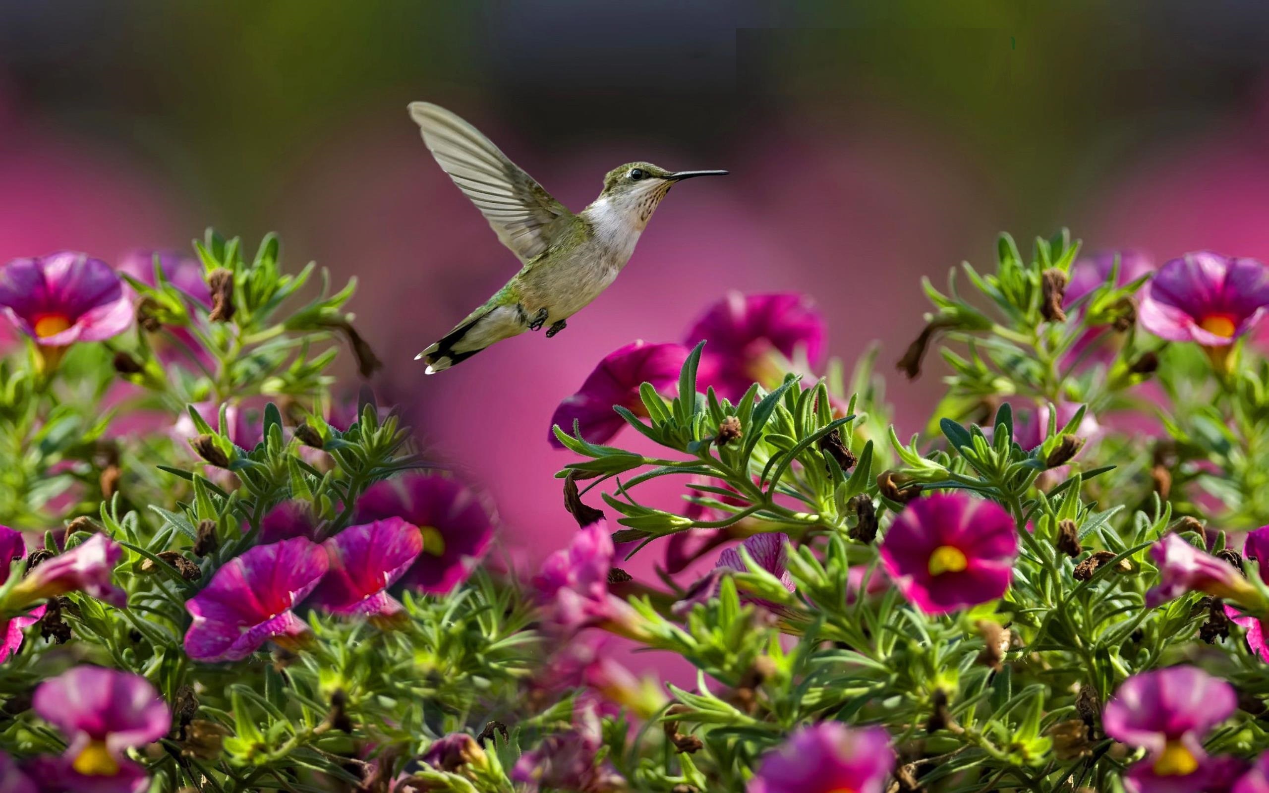 Bird and flower, Pink flower wallpaper, Delicate hummingbird, Nature's harmony, 2560x1600 HD Desktop
