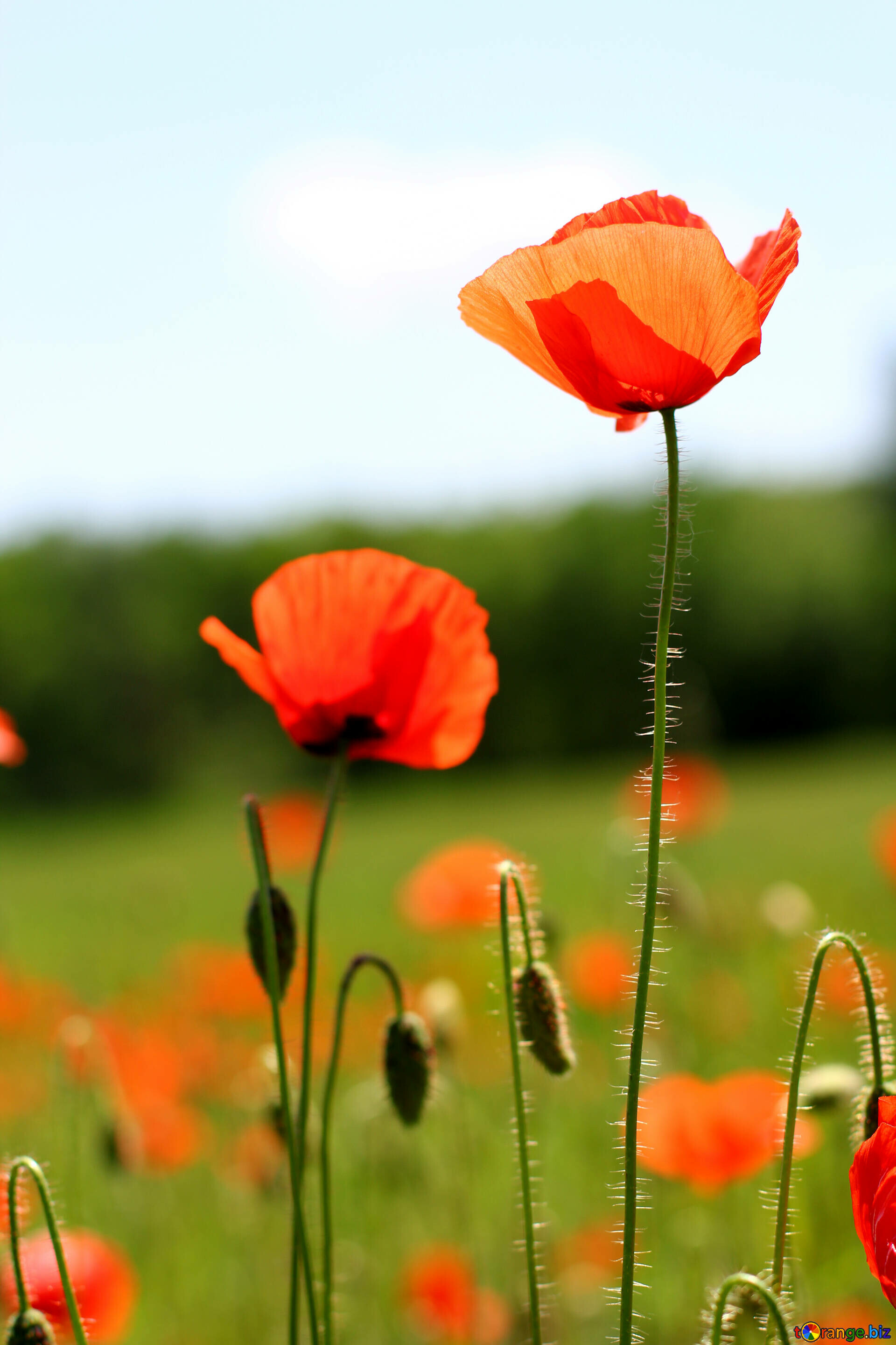 Poppy Flower: Red poppies are also the national flowers of Poland. 1920x2880 HD Background.