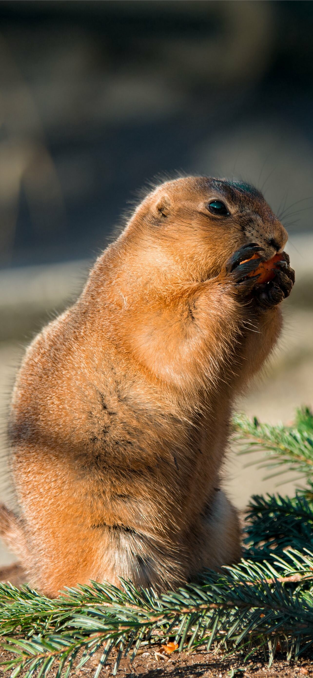 Groundhog Day (Holiday): A popular observance in many parts of the United States, Woodchuck. 1290x2780 HD Background.