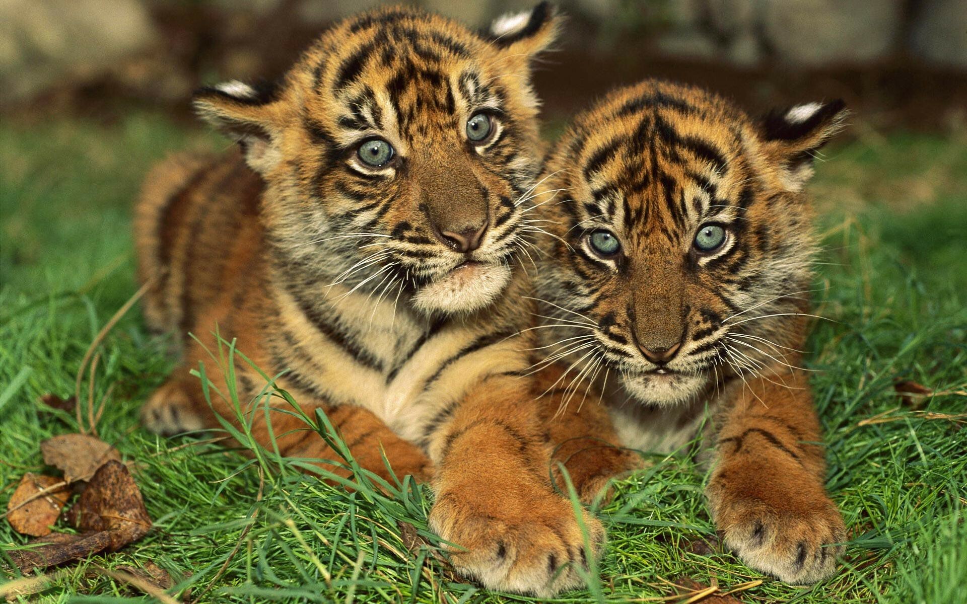 Tiger: Cubs stay with their mothers until they learn to hunt successfully, usually at about 18 to 24 months old. 1920x1200 HD Wallpaper.