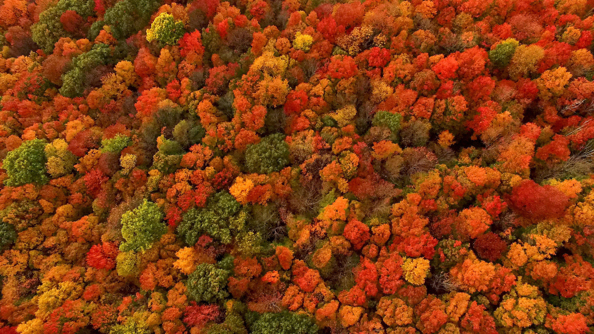 Fiery foliage secrets, Science of autumn, Red leaves abound, Chilly evenings, Climate adaptation, 2050x1160 HD Desktop